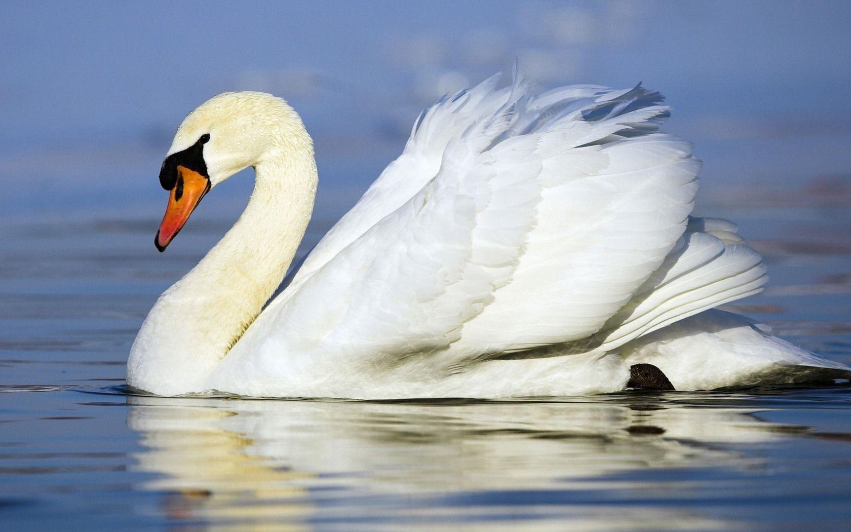1680x1050 white swan. Swan wallpaper, Animals beautiful, Wild animal wallpaper
