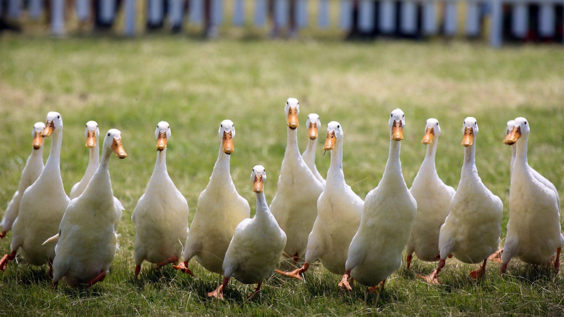 1920x1080 Wallpaper Some white ducks 2560x1600 HD Picture, Image