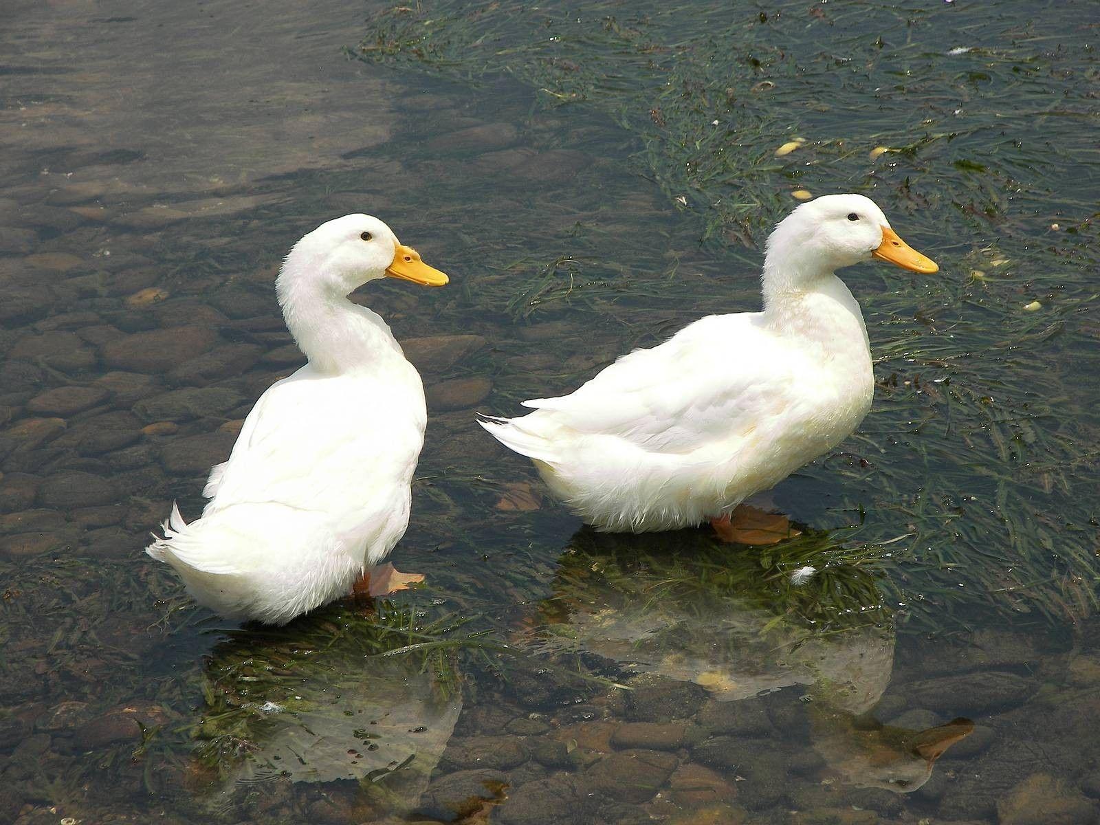 1600x1200 Free download Two White baby Duck HD Wallpaper [1600x1200] for your Desktop, Mobile & Tablet. Explore Baby Duck Wallpaper. Duck Wallpaper, Ducks Unlimited Wallpaper for Computer, Ducks