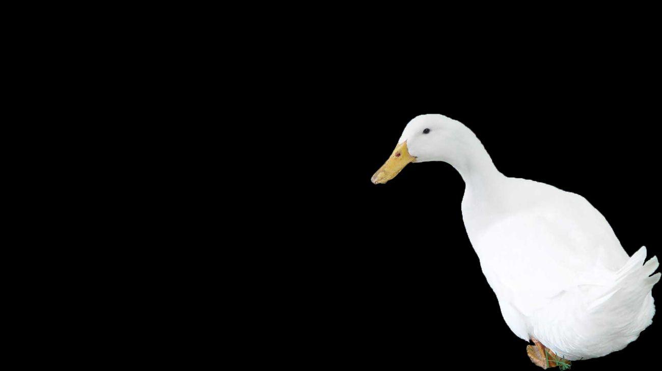 1300x730 Duck Wallpaper