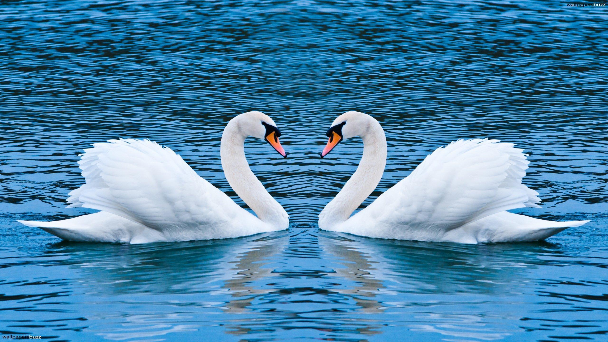 2560x1440 White Swan On The Lake Wallpaper