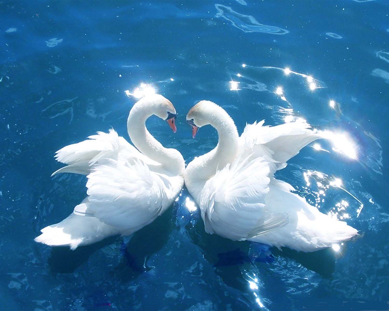 1500x1200 Free download Nice Background White Duck Nice Wallpaper 11058 [1500x1200] for your Desktop, Mobile & Tablet. Explore Nice Background Picture. Nice Wallpaper, Super High Resolution Wallpaper, Best Wallpaper in the World