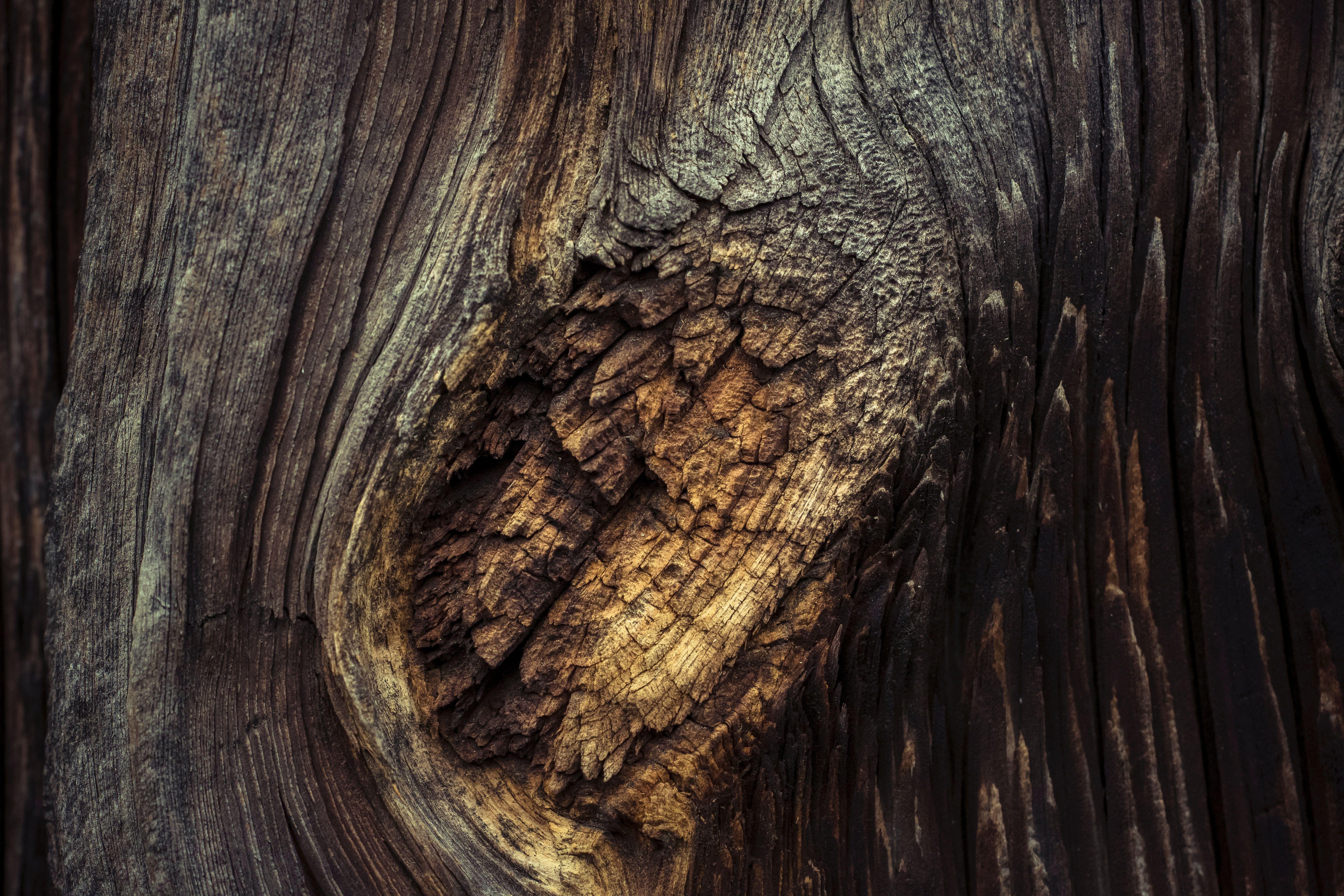 5760x3840 Tree Trunk Wallpaper