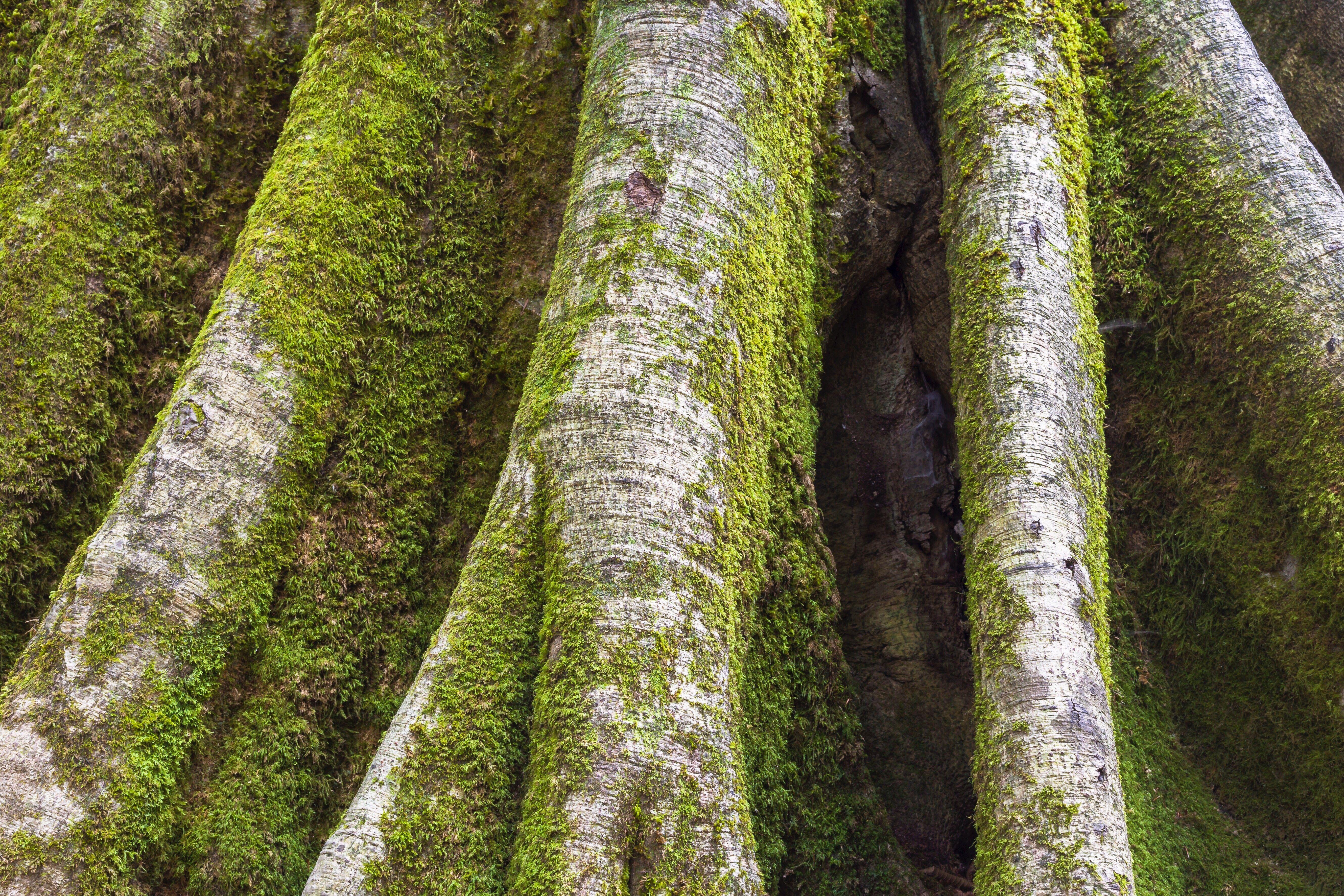 5319x3546 Tree Trunk Wallpaper