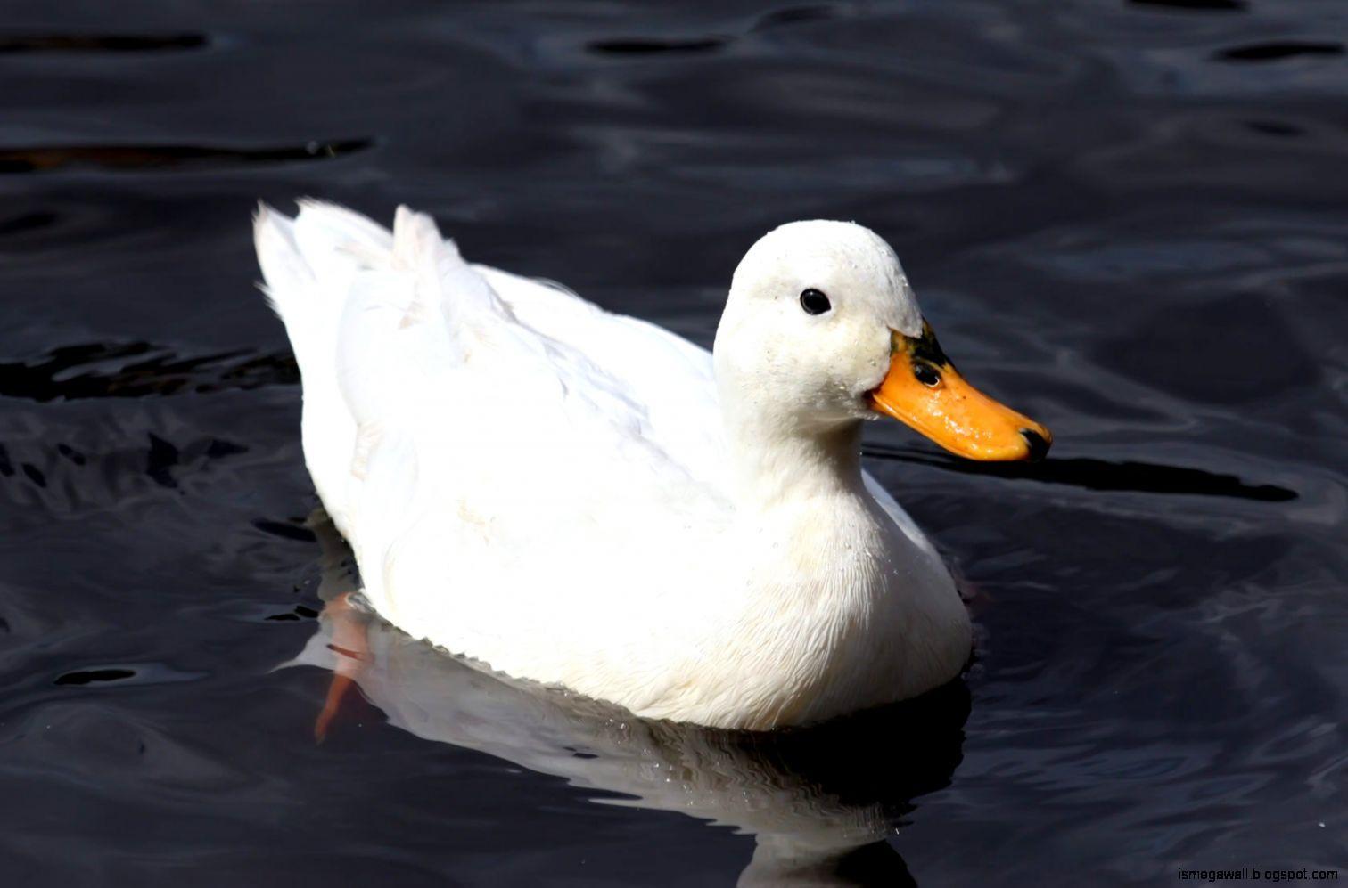 White Duck Wallpapers Top Free White Duck Backgrounds WallpaperAccess