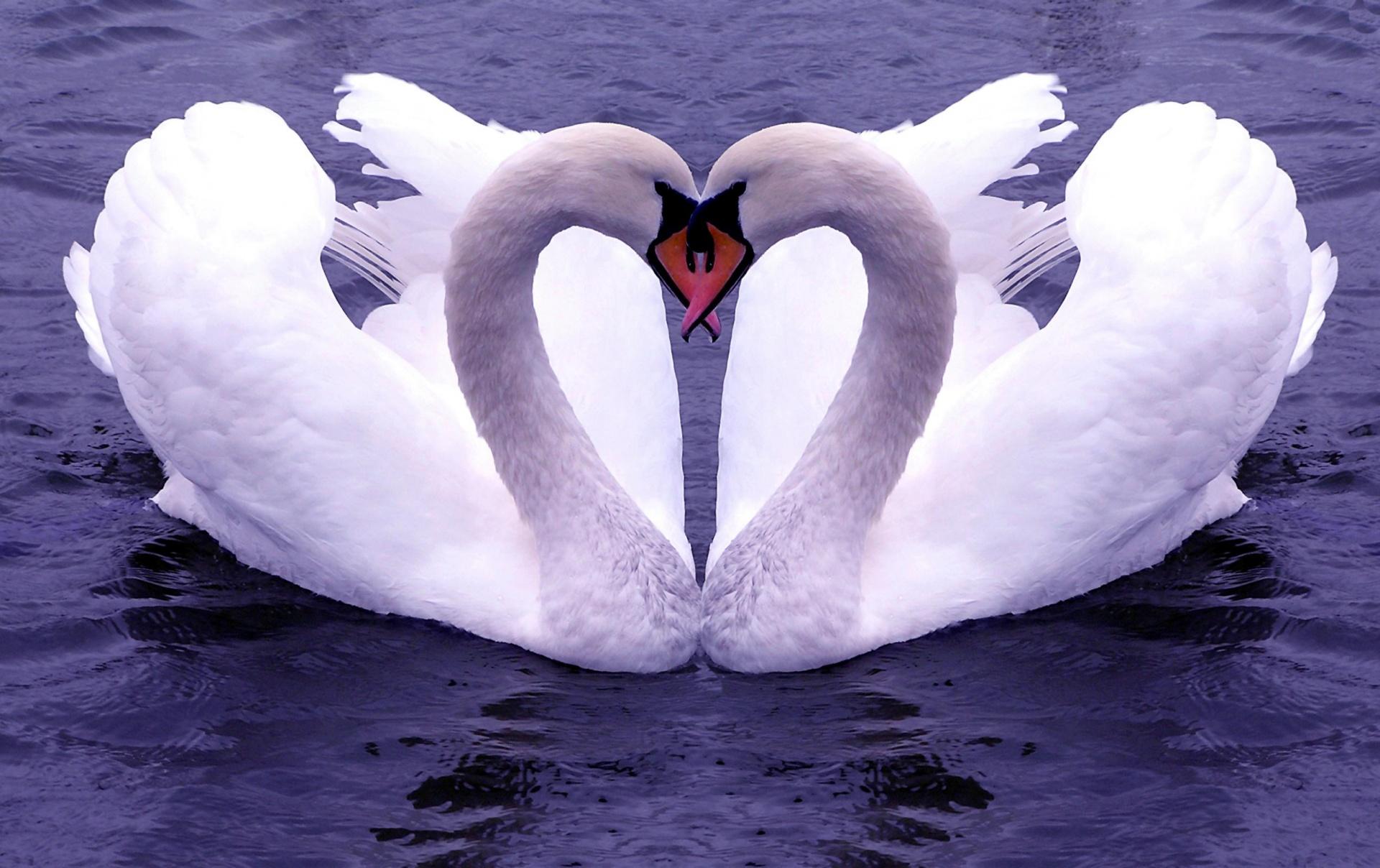 1920x1208 Beautiful Wallpaper Of Love Birds Beautiful White Duck Love Cool