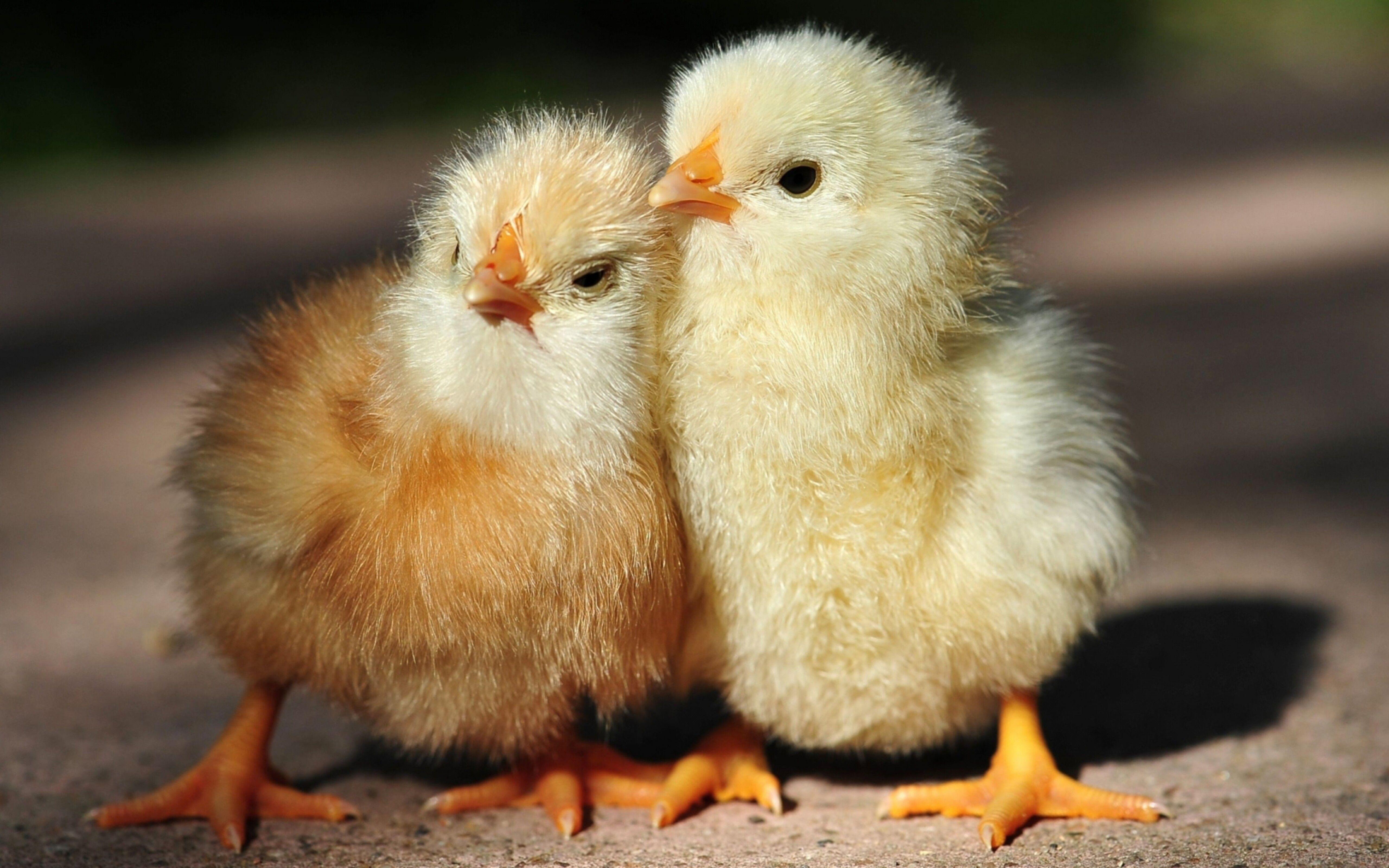 Cute Chicken Wallpapers - Top Free Cute Chicken Backgrounds ...