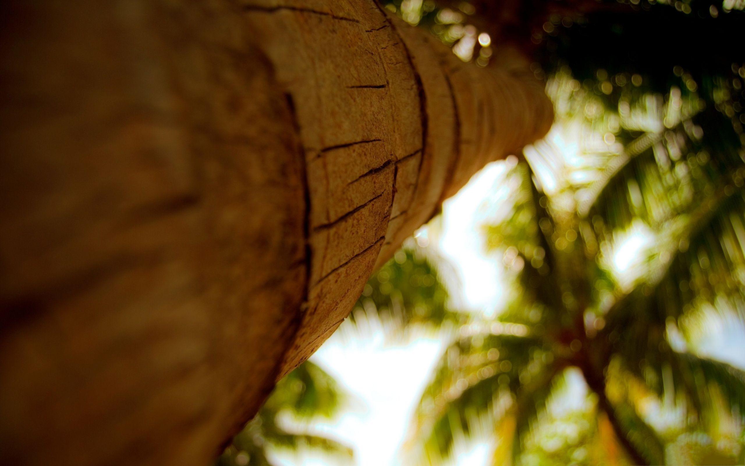 2560x1600 Palm Tree Trunk Wallpaper Background 49773 2560x1600px