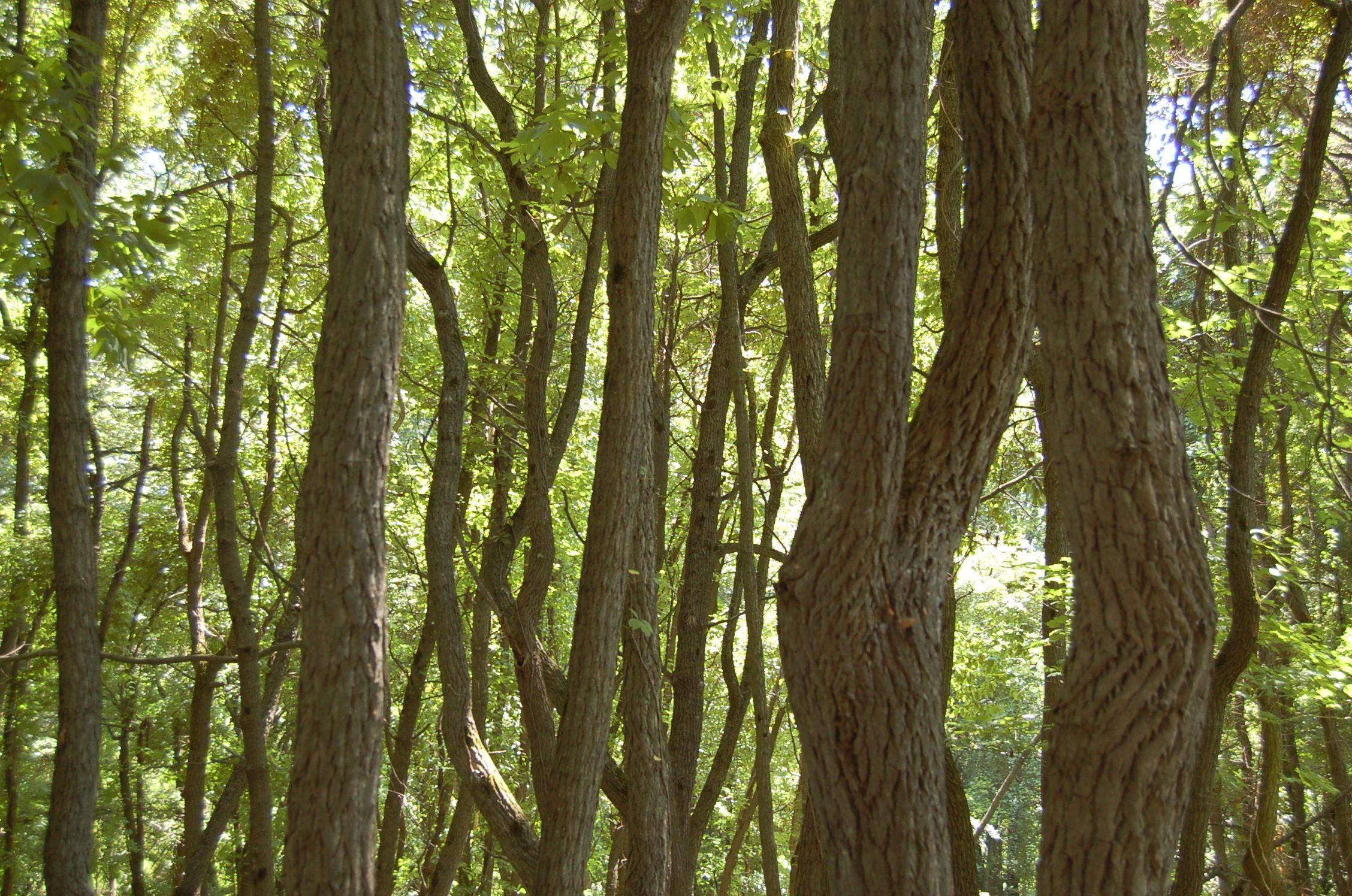 2256x1496 bare tree trunks. The Schuylkill Center Art Department