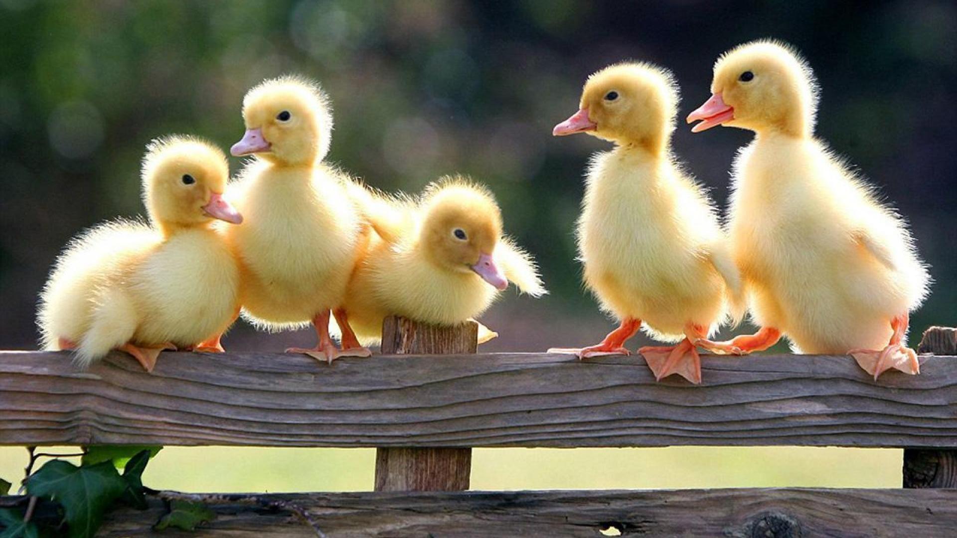 1920x1080 Spring Ducks Wallpaper
