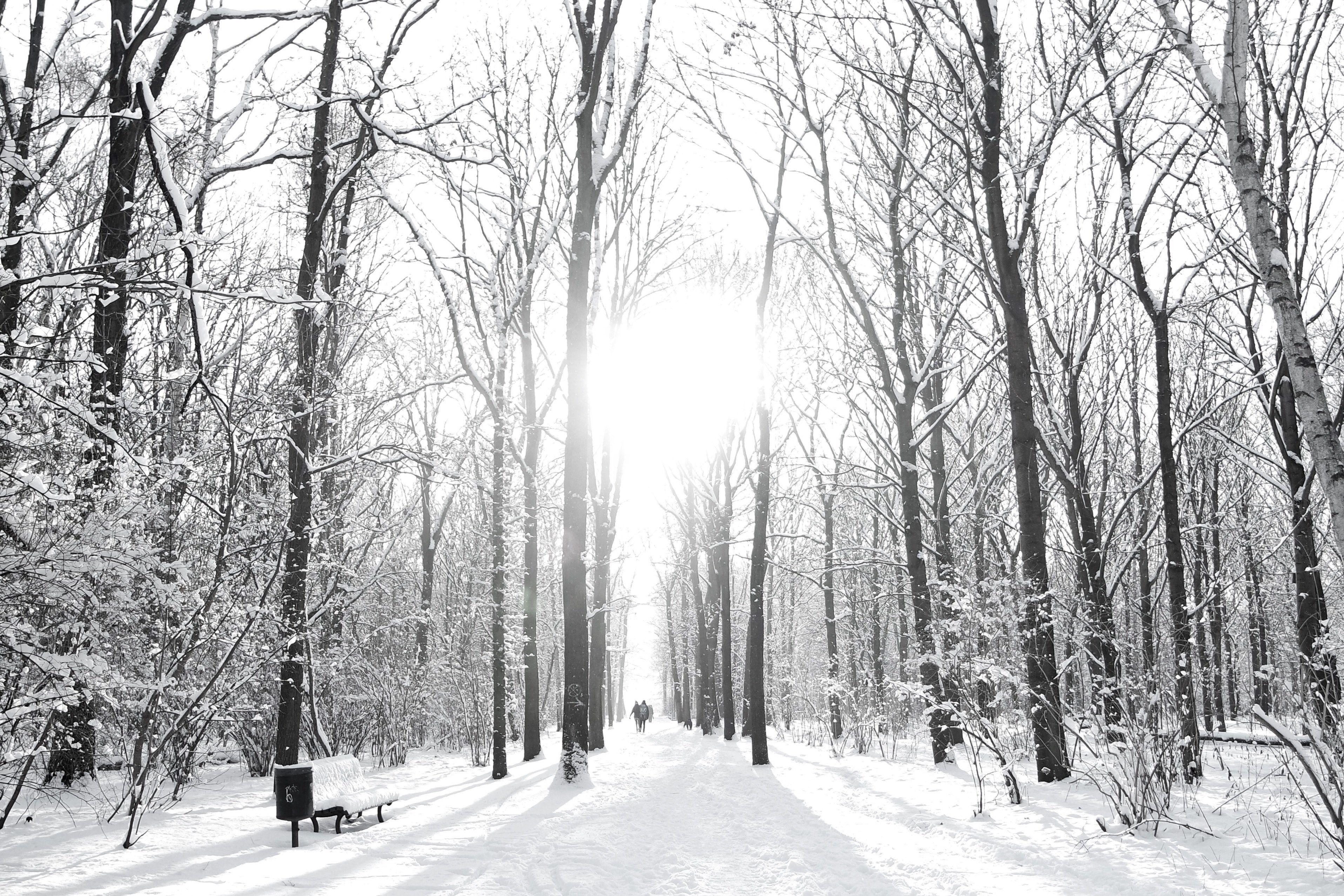 3832x2556 Wallpaper / tiergarten berlin 4k wallpaper