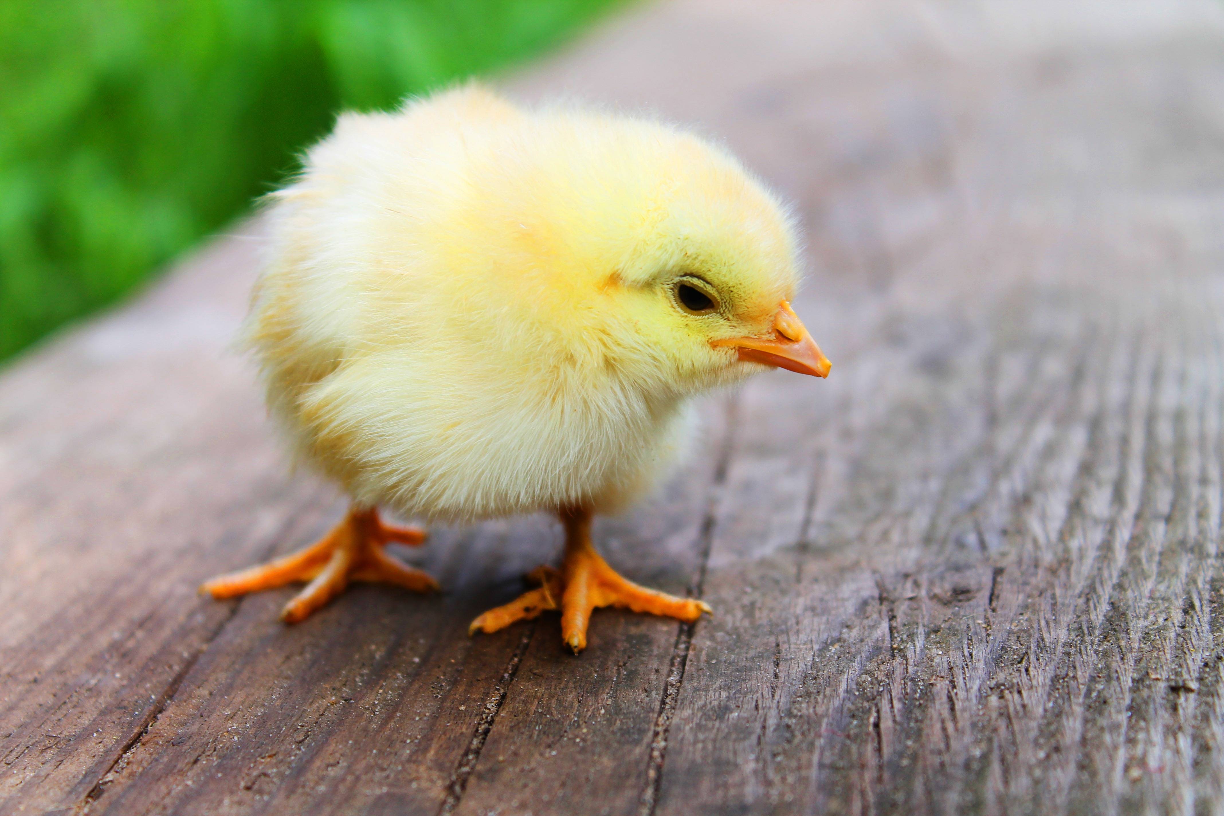 4272x2848 Free image Cute Chick Baby chicken Beautiful Bird Yellow Wallpaper