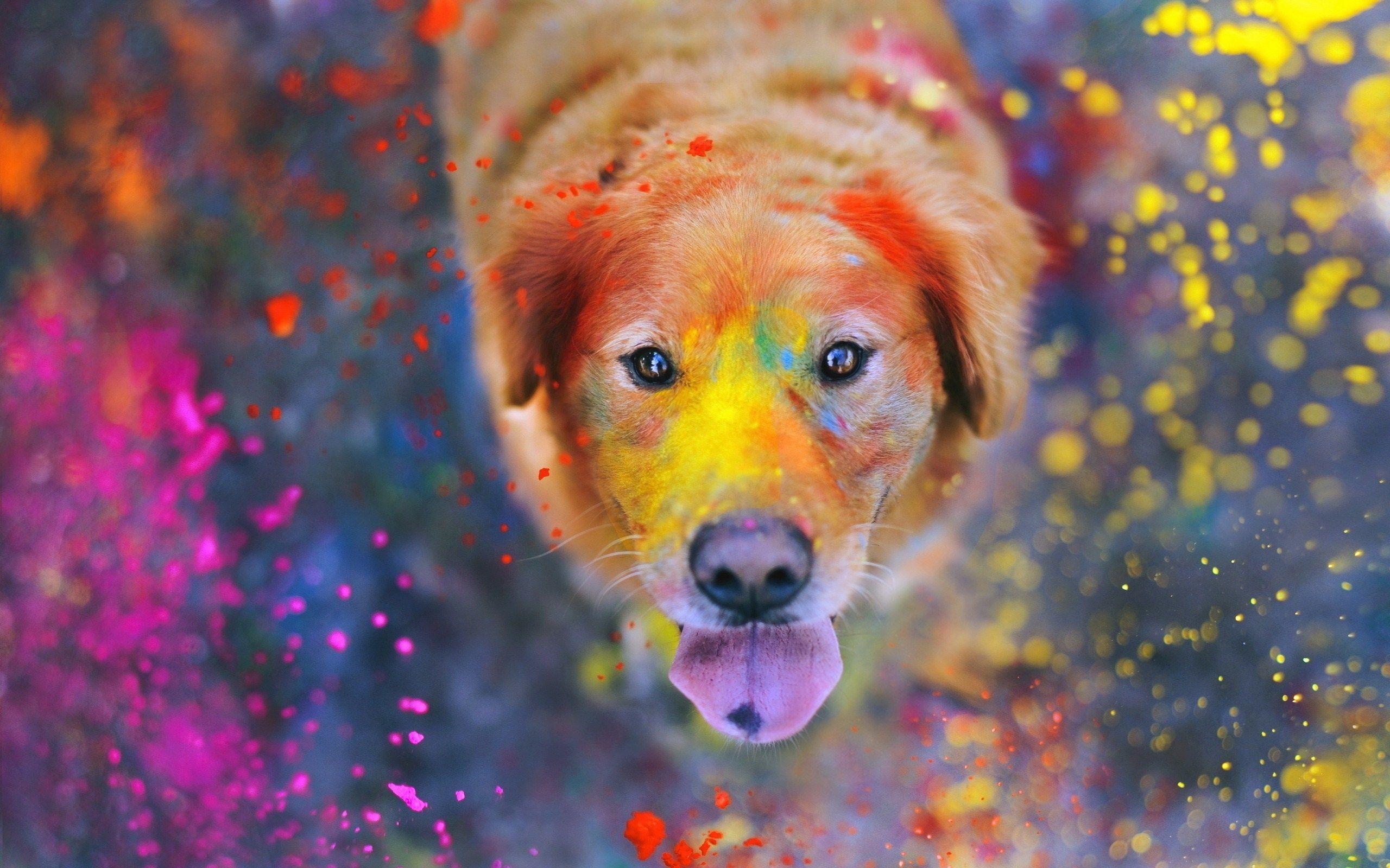 2560x1600 Dog Look Paint wallpaperx1600