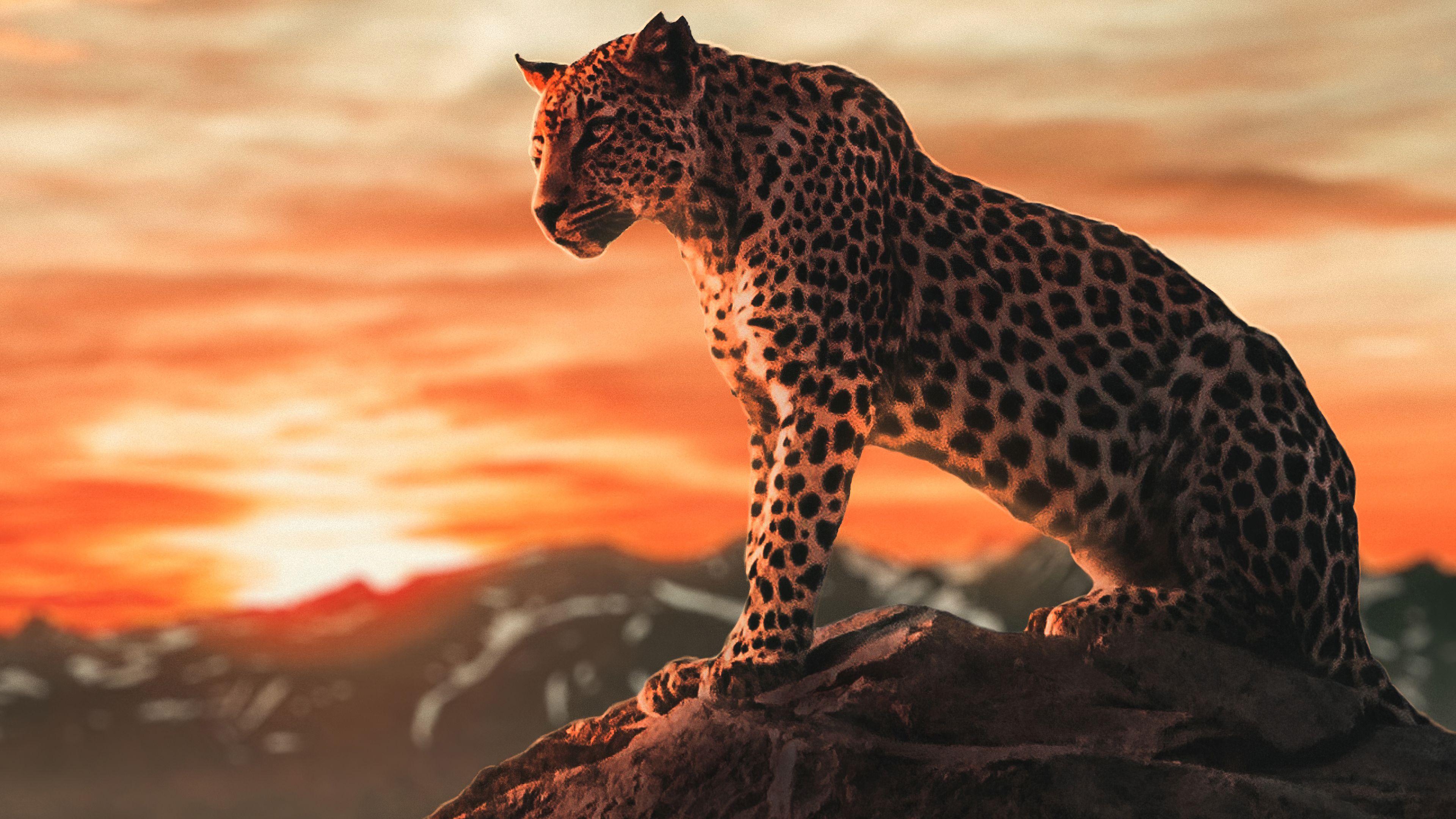 3840x2160 Cheetah Morning Time 4k, Động vật HD, Hình nền 4k, Hình ảnh, Bối cảnh, Hình ảnh và Hình ảnh