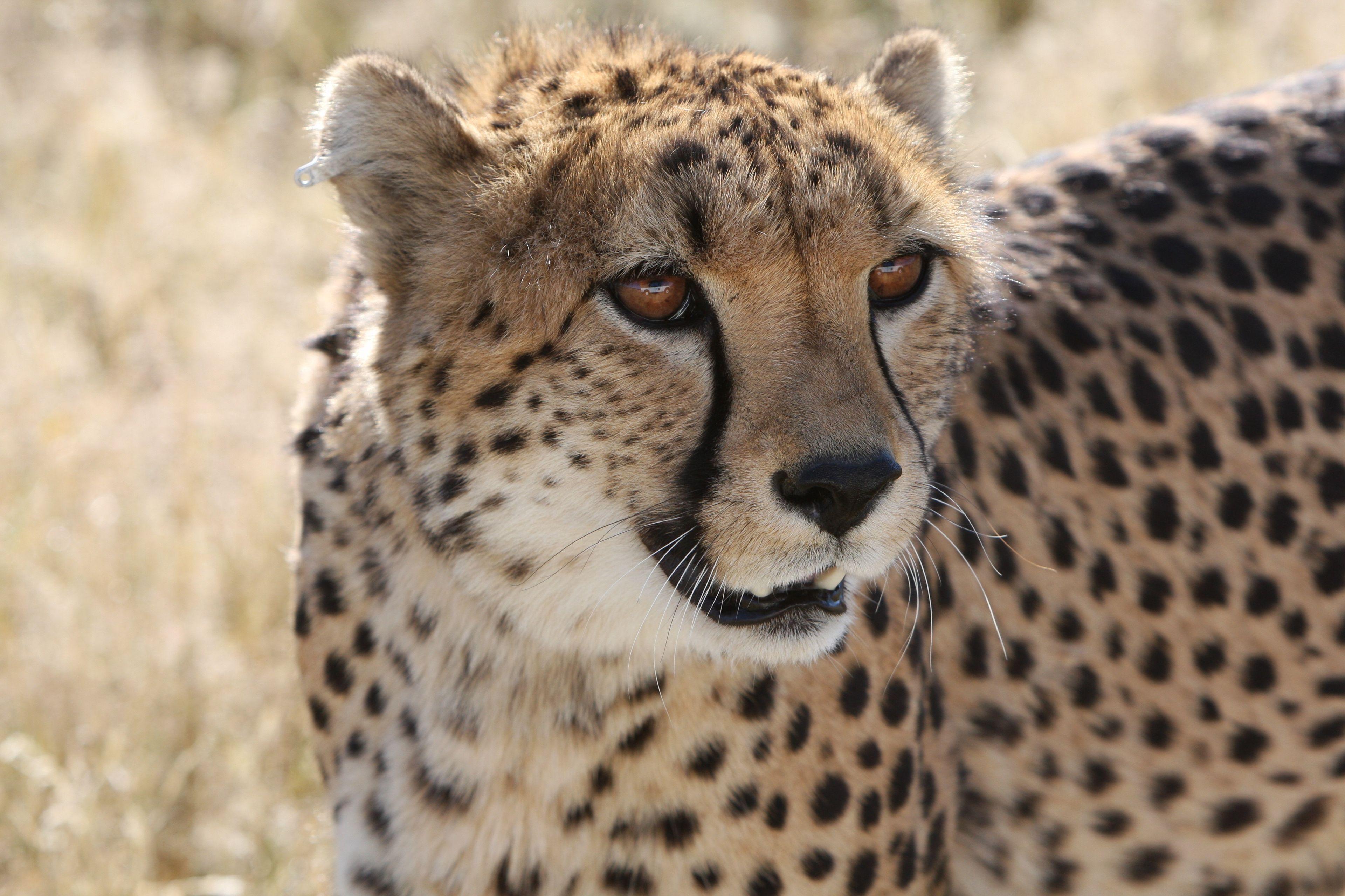 Hình nền Cheetah 4K UHD 3840x2560