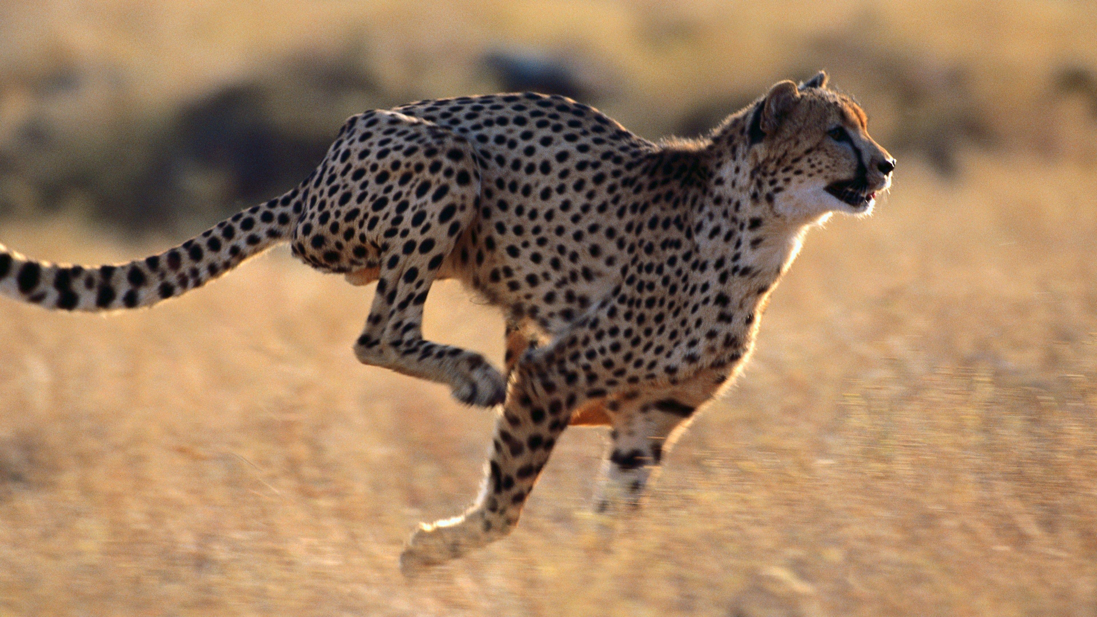 3840x2160 Running Cheetah 4K Hình nền HD 42001