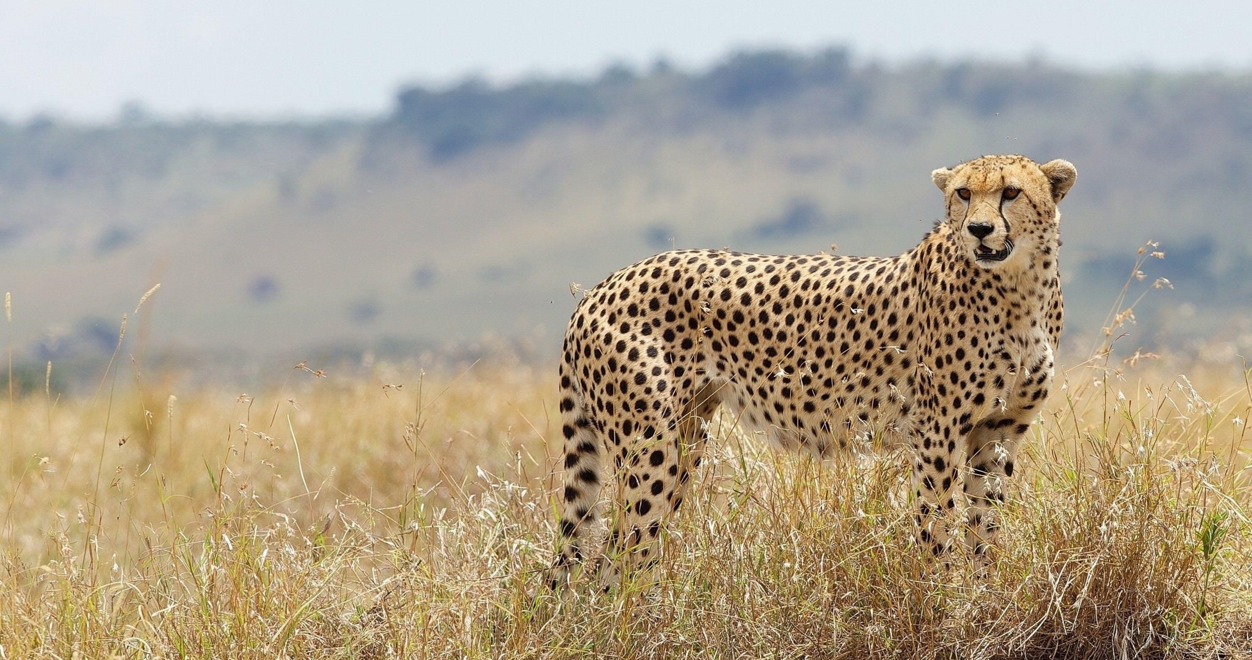 4096x2160 cheetah mèo hoang trong cỏ Hình nền 4k cực HD Tường chất lượng cao