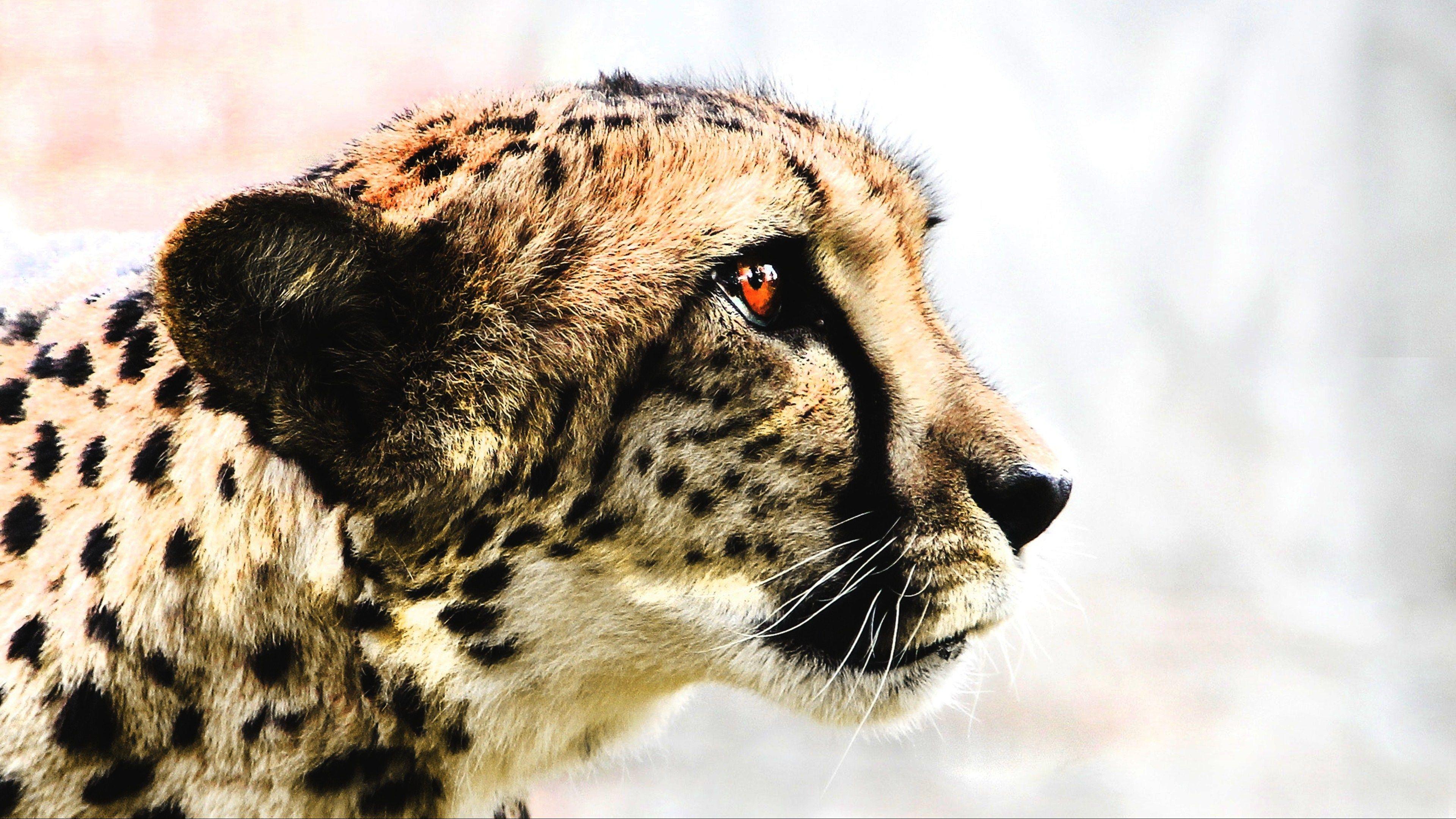 Cheetah 4K Wallpapers - Top Free Cheetah 4K Backgrounds - WallpaperAccess