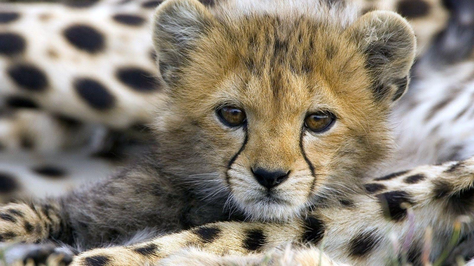 1920x1080 Baby Cheetah hình nền