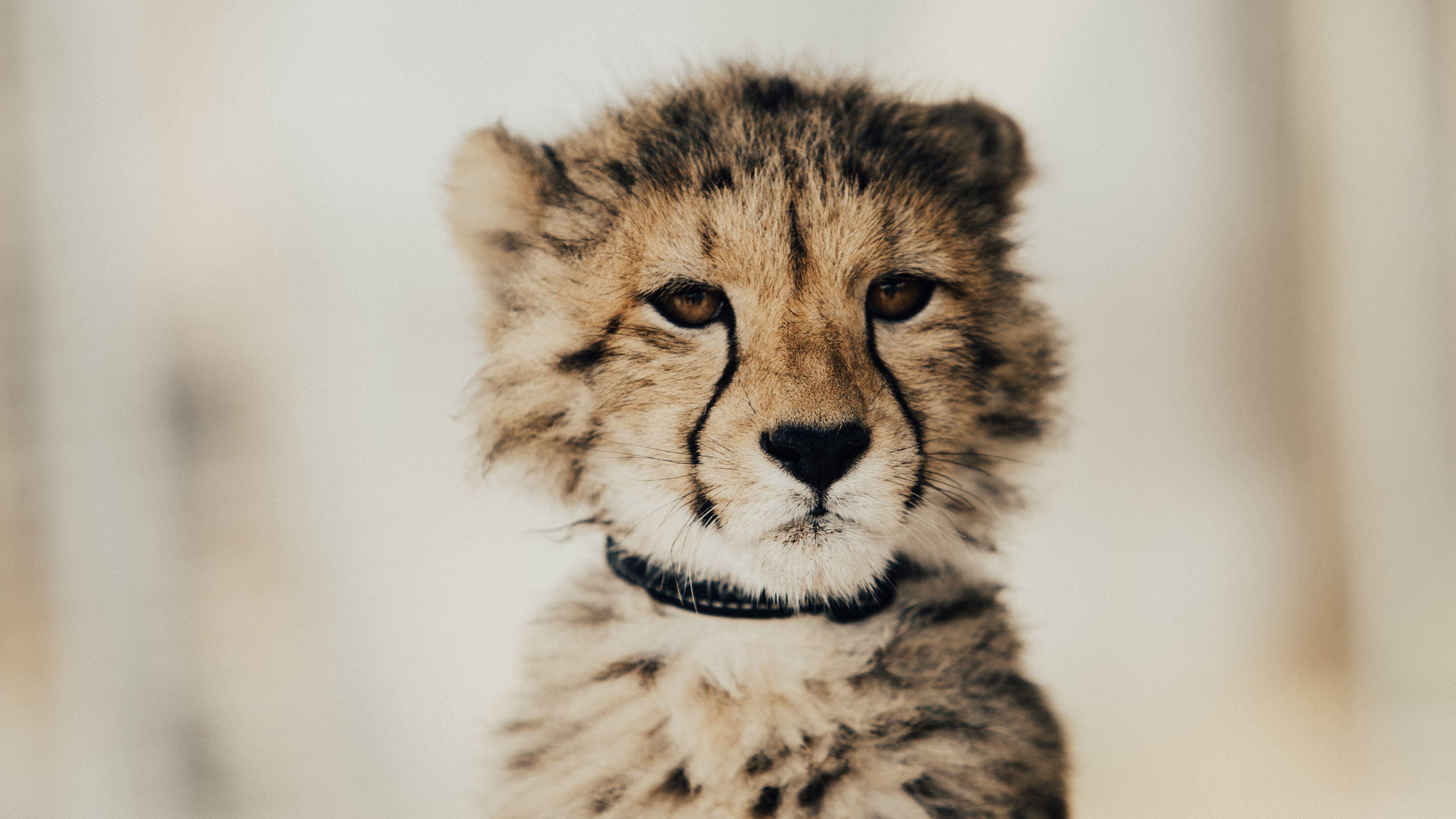 3840x2160 Hình nền 4k Baby Cheetah Hình nền 4k 4k, Hình nền động vật, Cheetah Hình nền, Hình nền hd