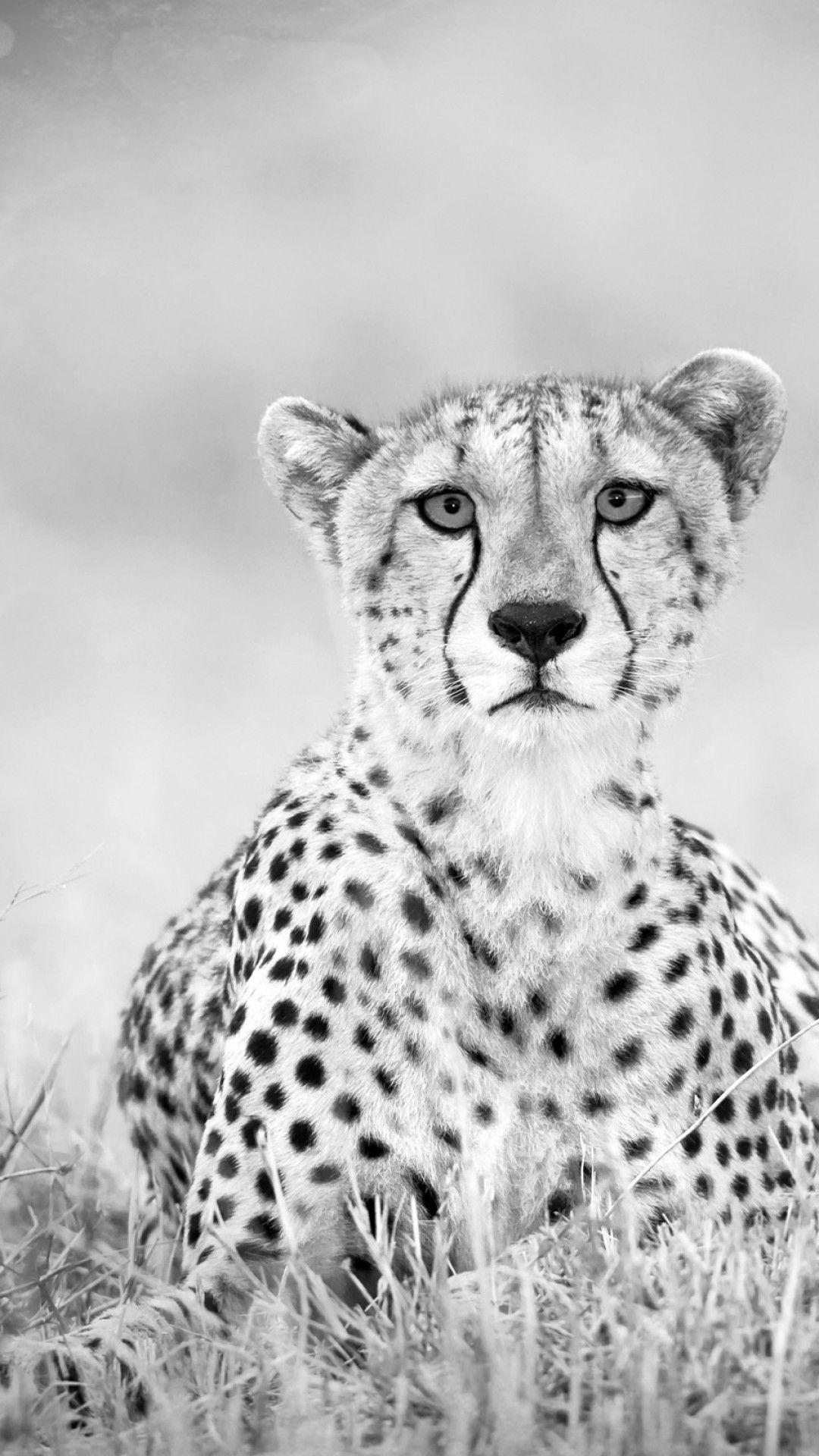 1080x1920 Cheetah Wallpaper HD