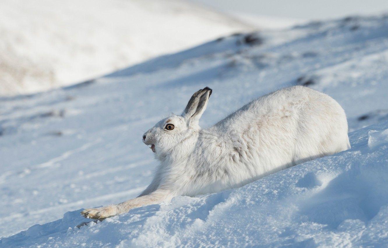 Winter Bunny Wallpapers - Top Free Winter Bunny Backgrounds