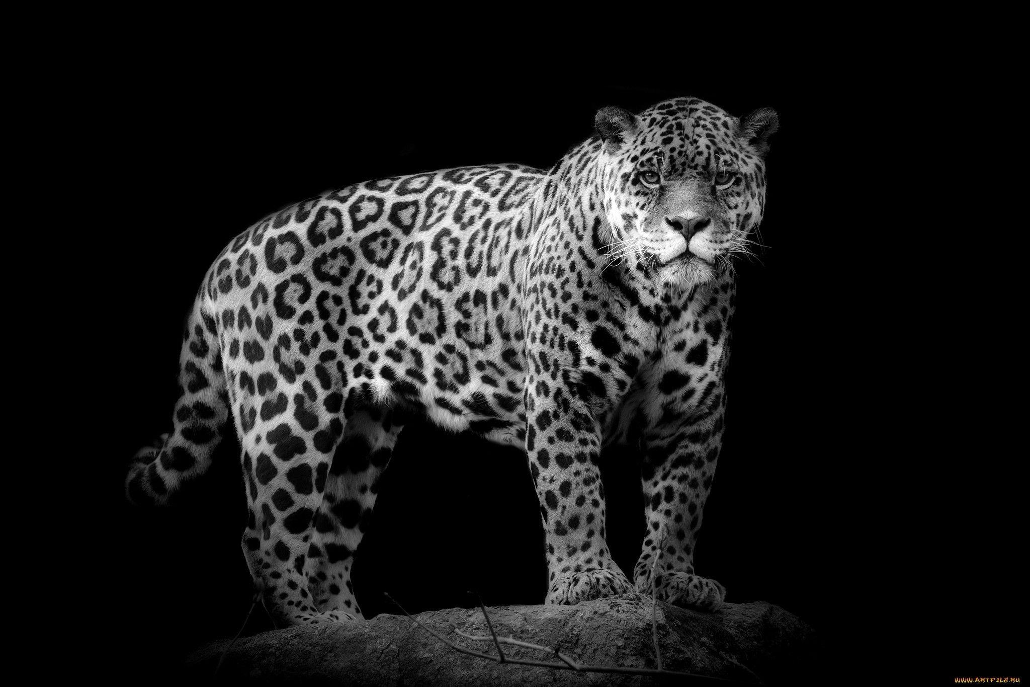 2048x1365 Black and White Animal Wallpaper