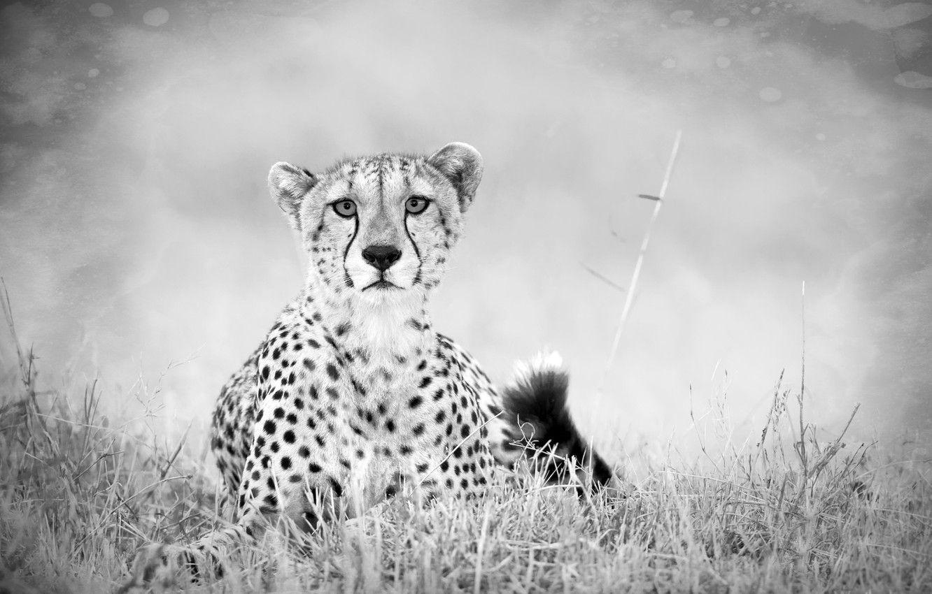 1332x850 Wallpaper sadness, Grass, Black and white, tail, Predator, Savannah, Cheetah image for desktop, section кошки