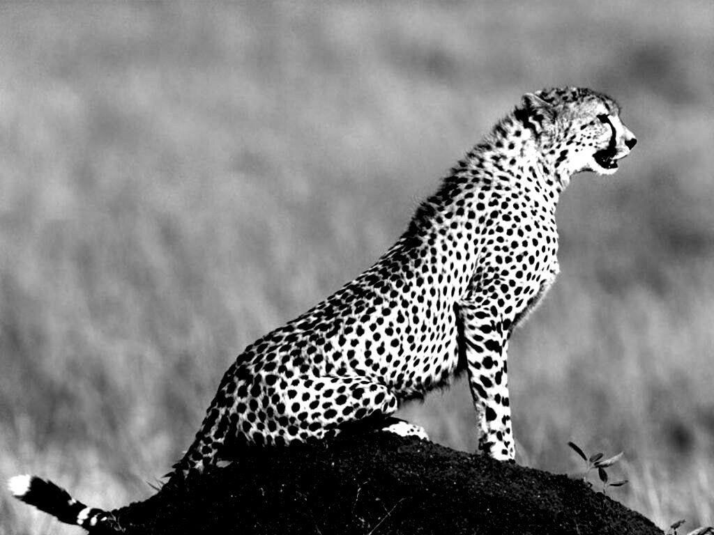 1024x768 Cheetah Black and white wallpaper. Cheetah wallpaper, Animals, Animal wallpaper