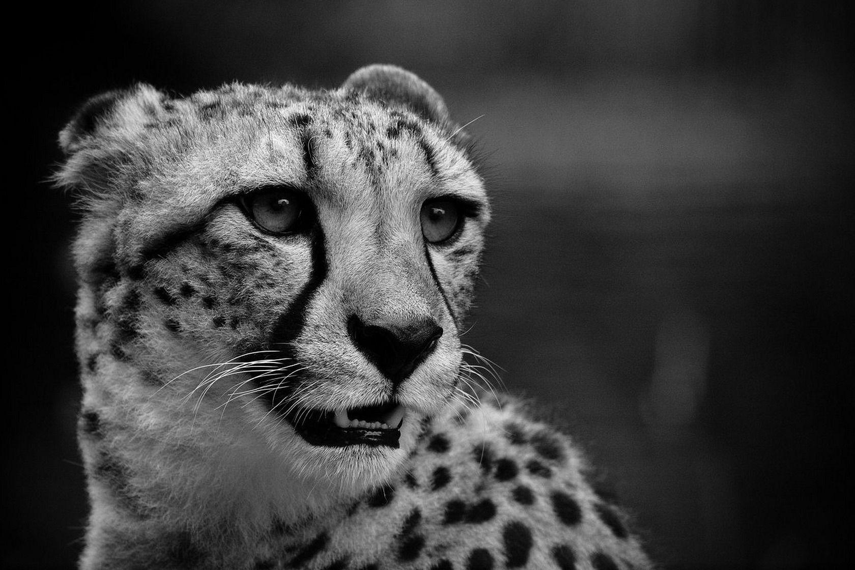 Black and White Cheetah Wallpapers - Top Free Black and White Cheetah ...