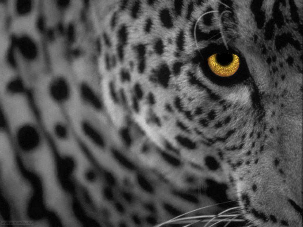 1024x768 Baby Cheetah Wallpaper Mobile Wickedsa Black And White Animal Wallpaper 1024x768