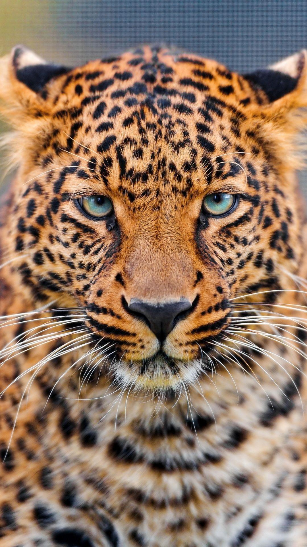 Hình nền HD 1080x1920 Cheetah (Nền máy tính để bàn / Android / iPhone) (1080p, 4k) (1080x1920) (2020)