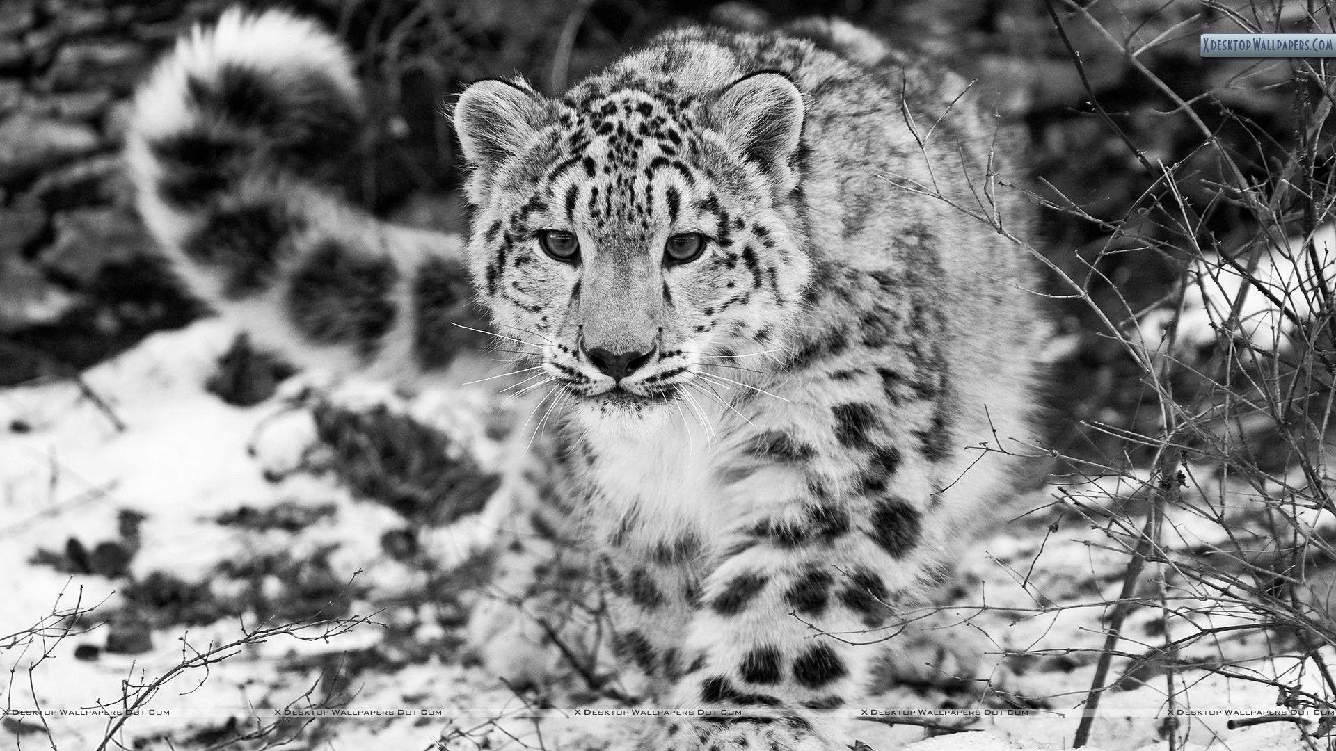 Black and White Cheetah Wallpapers - Top Free Black and White Cheetah