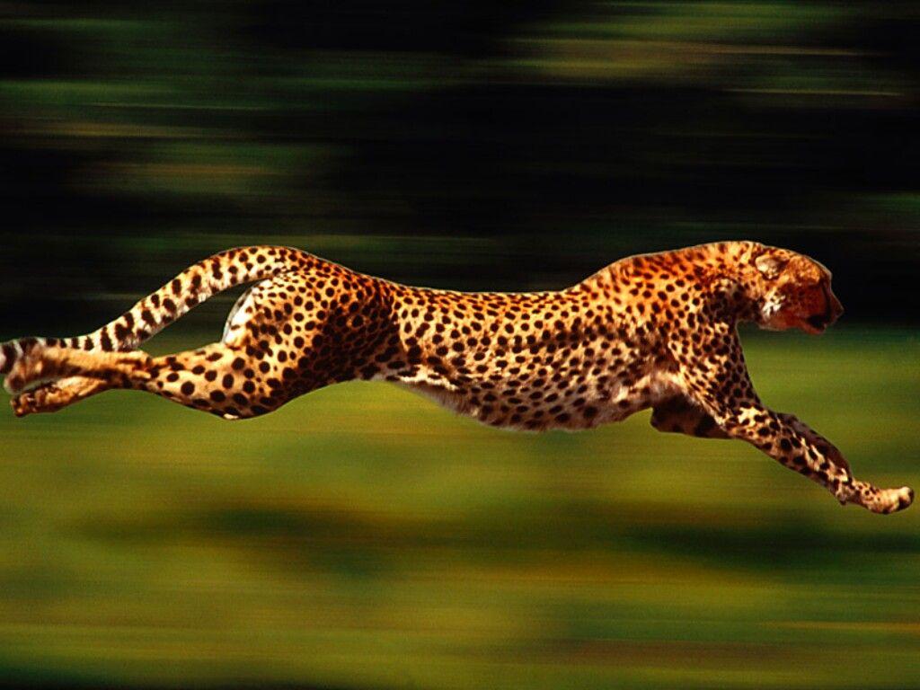 1024x768 Cheetah hình nền, Động vật, Hình ảnh HQ Cheetah.  Hình nền 4K 2019