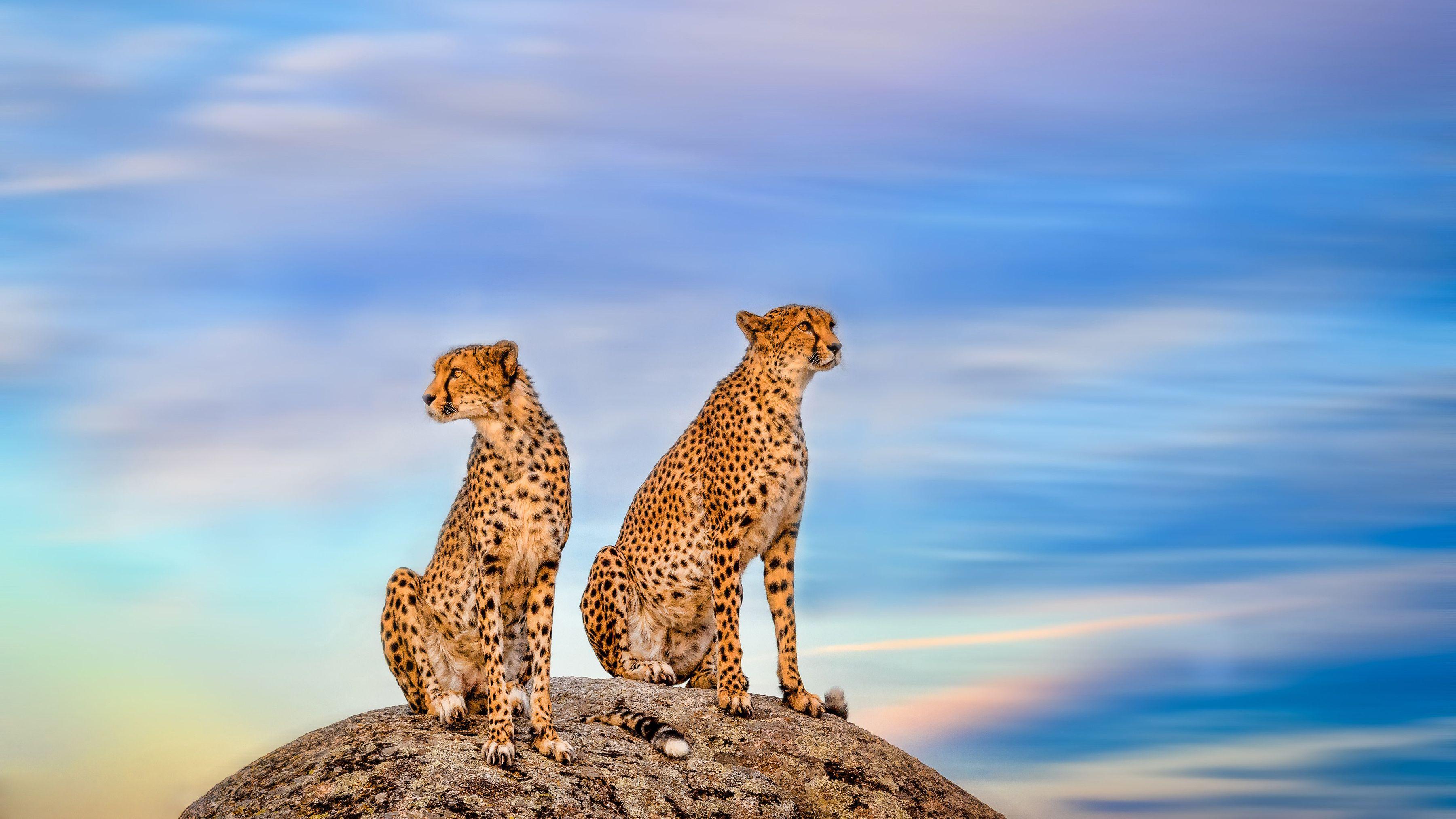 3600x2025 #Cheetah, #Pair HD Hình nền