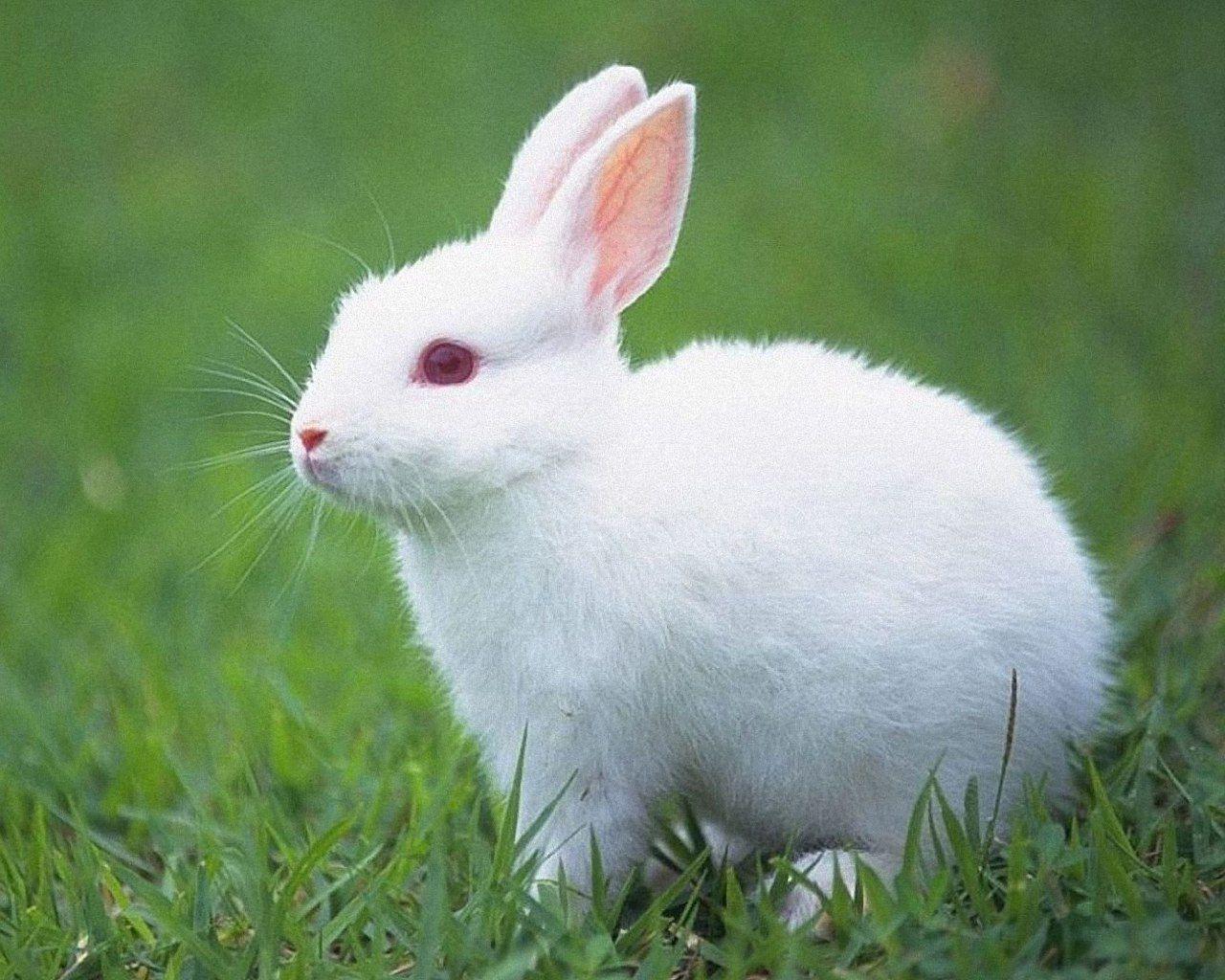 1280x1024 White Rabbits hình nền