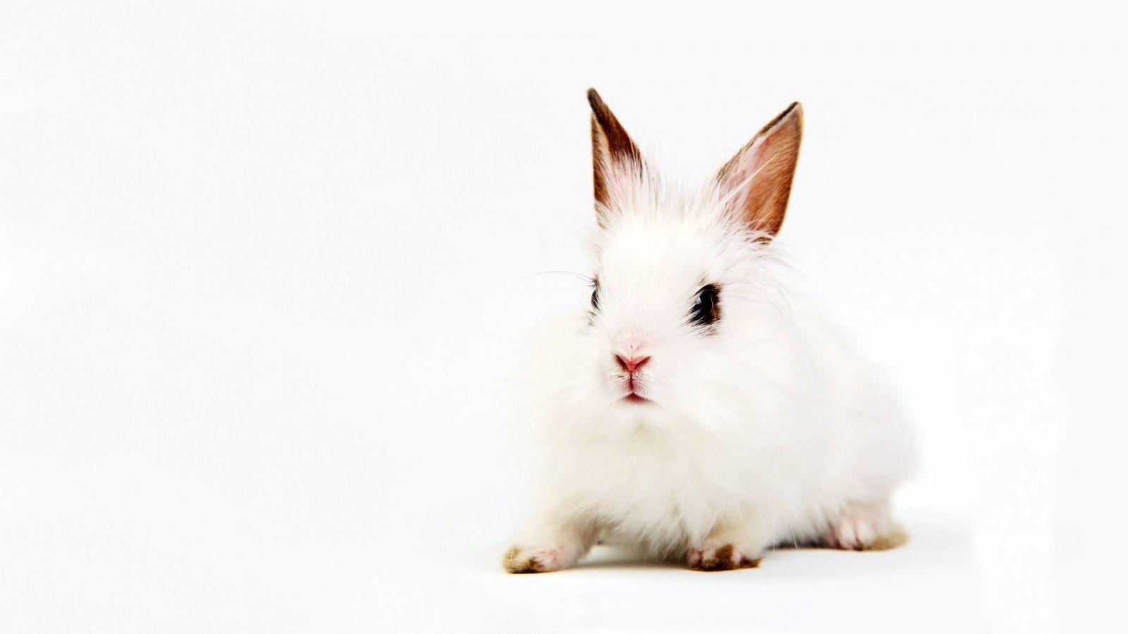 Hình nền con thỏ 1600x900.  Ai đã đóng khung hình nền thỏ Roger, Hình nền thỏ đáng sợ và Hình nền thỏ