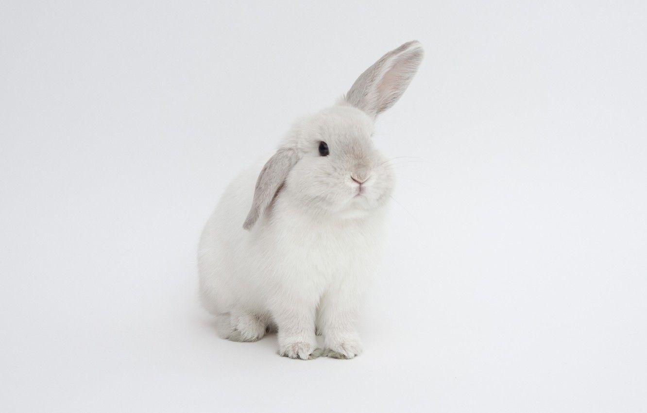 Hình nền 1332x850 Con thỏ, nền trắng, đôi tai, Hình ảnh con thỏ trắng cho máy tính để bàn, phần животные