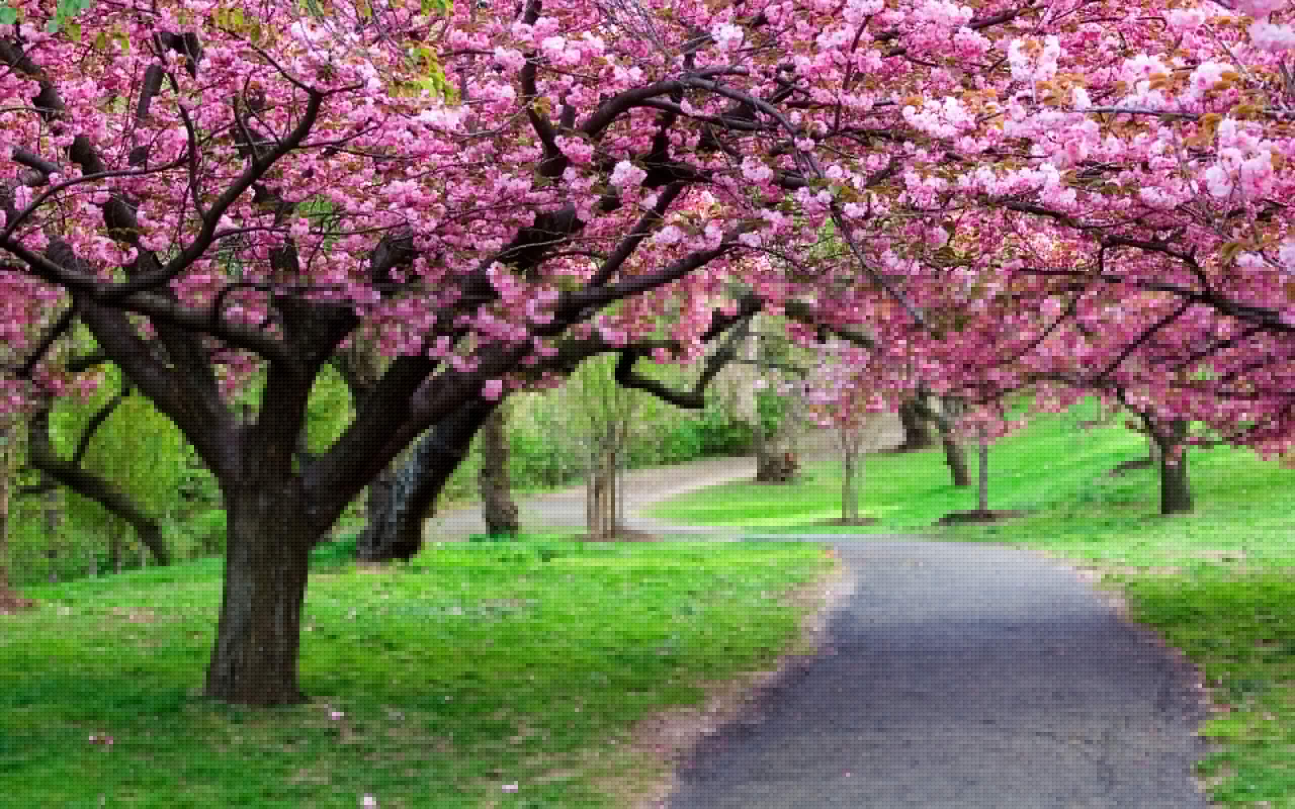 2560x1600 cherry blossom tree wallpaper p HD cherry blossom tree p