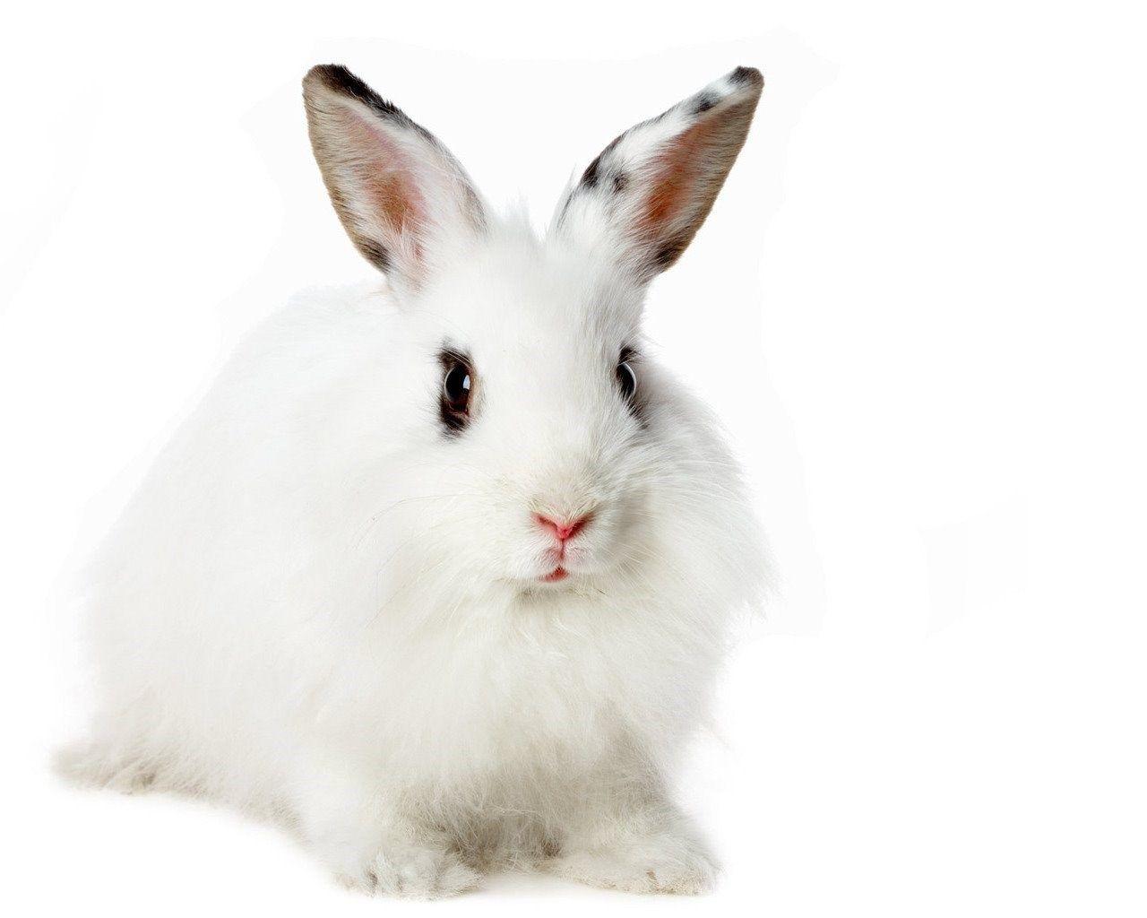 1280x1024 Tất cả về Động vật hoang dã: Thỏ trắng dễ thương Hình nền HD 2012 Nền máy tính