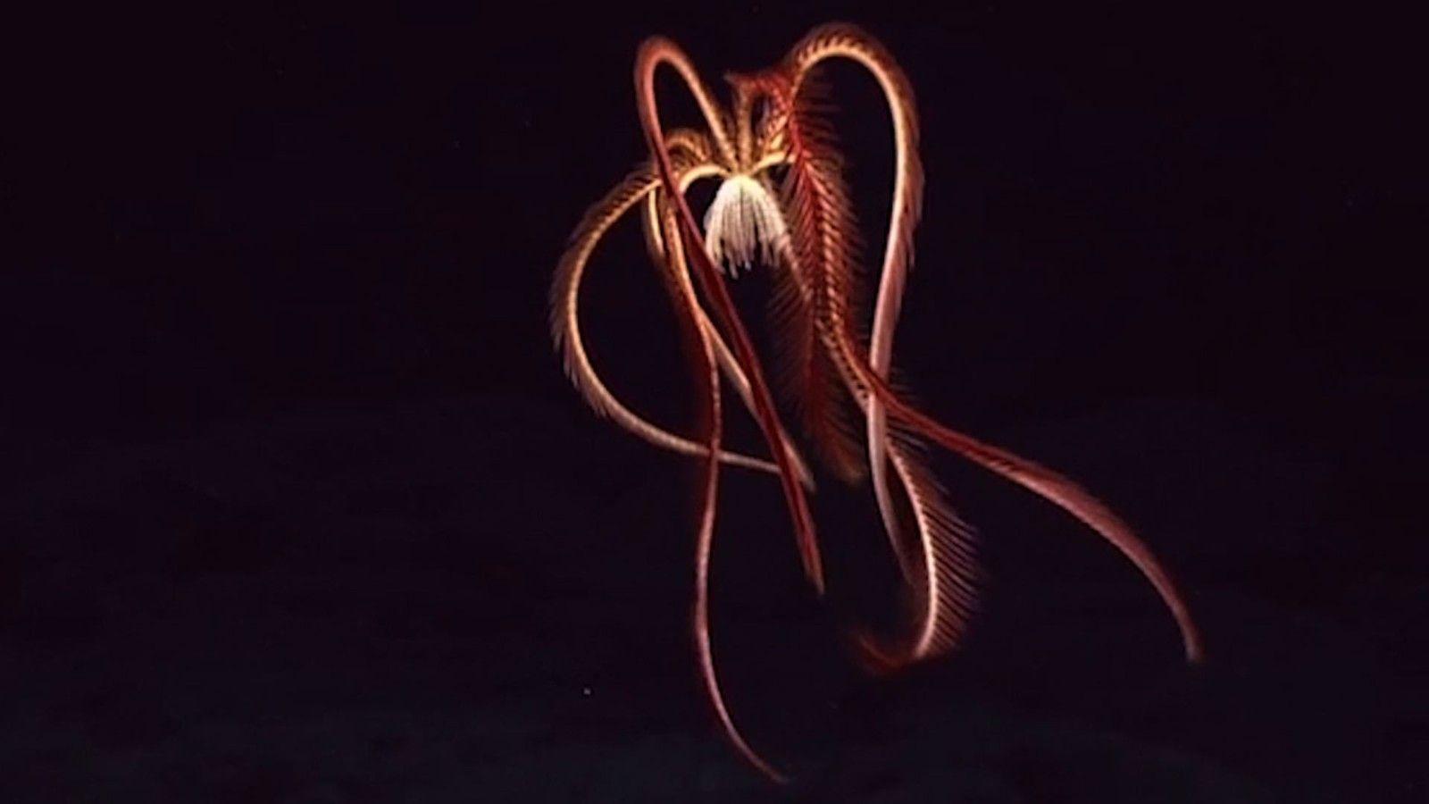 1600x900 Deep sea creature stuns explorers