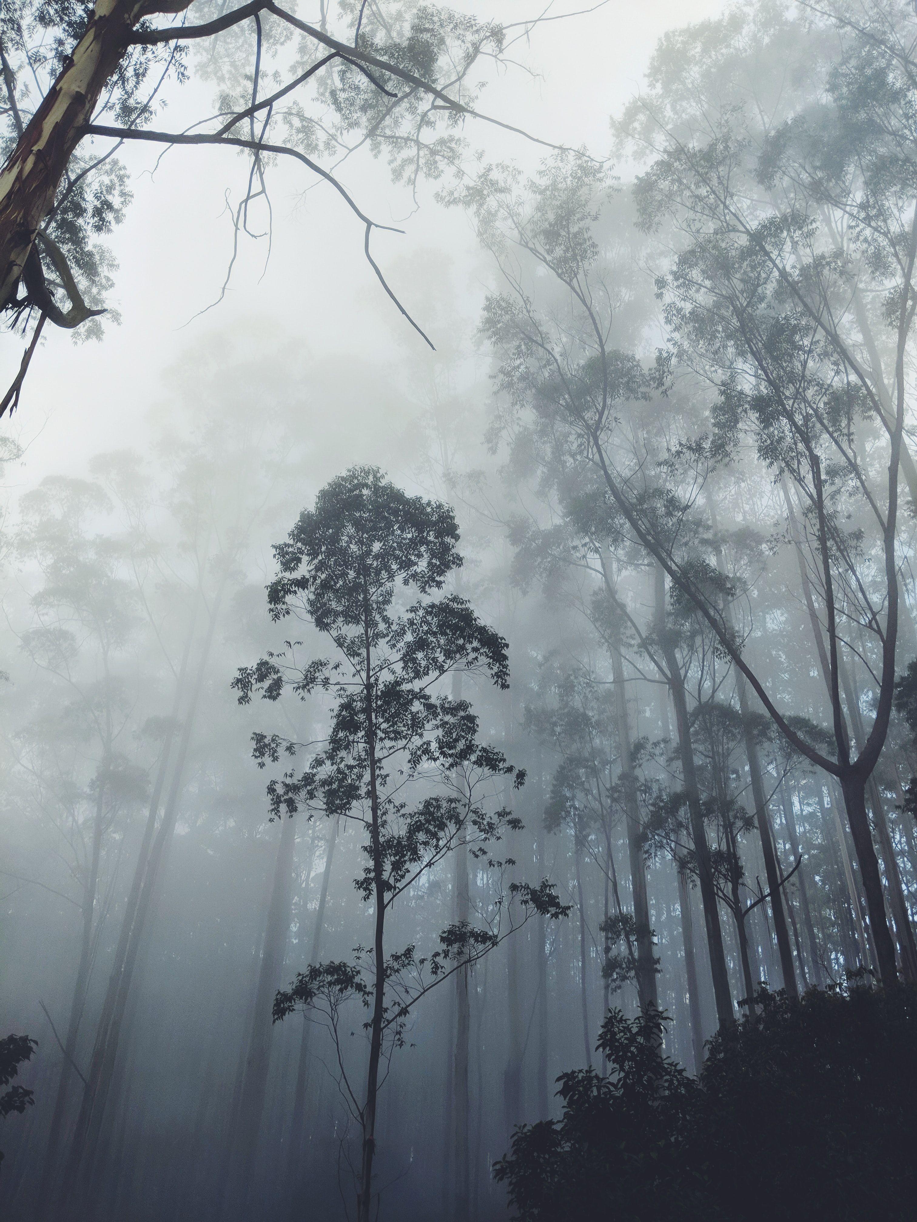 Mist forest. Лес в тумане. Туман Эстетика. Густой туман. Туман Минимализм.