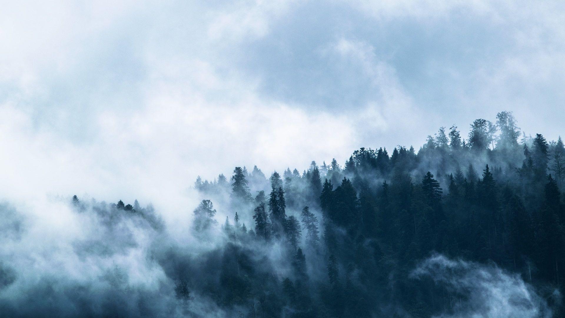1920x1080 Forest fog HD Wallpaperx1080
