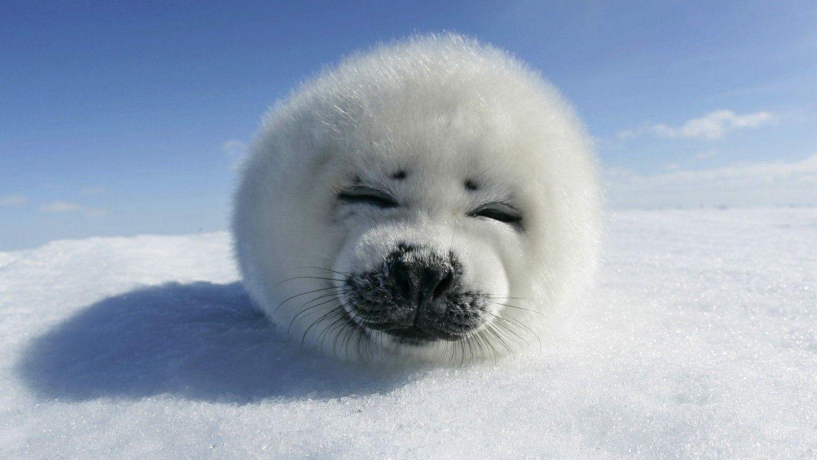 Seal baby Photos Show