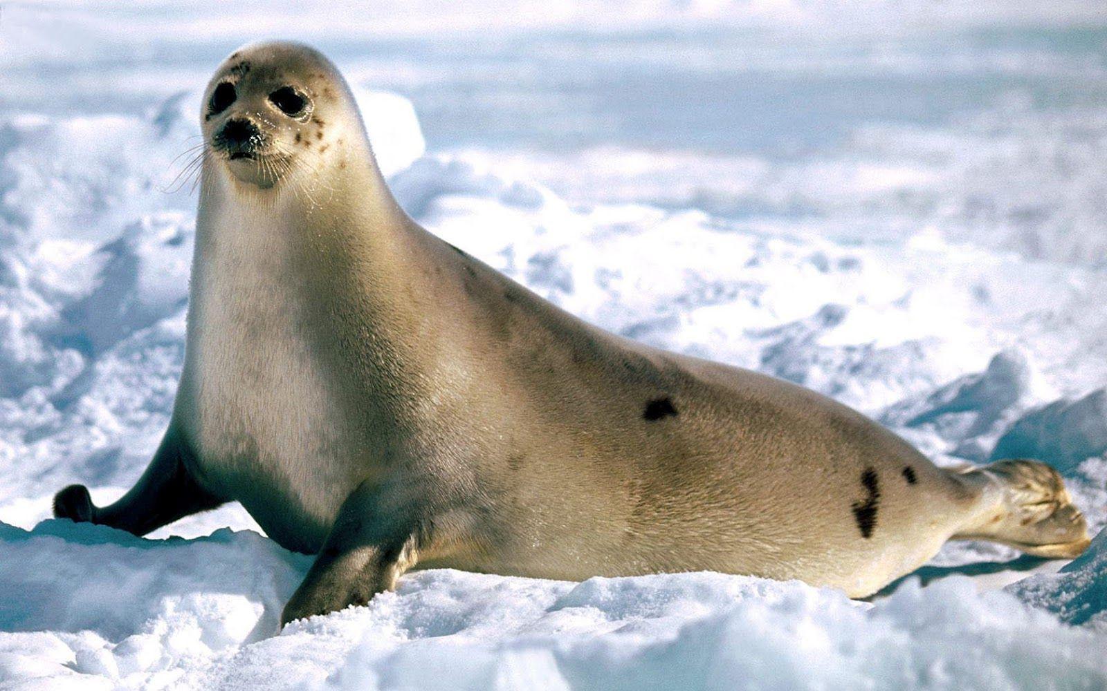 1600x1000 HD Seals Wallpaper and Photo Trends Wallpaper