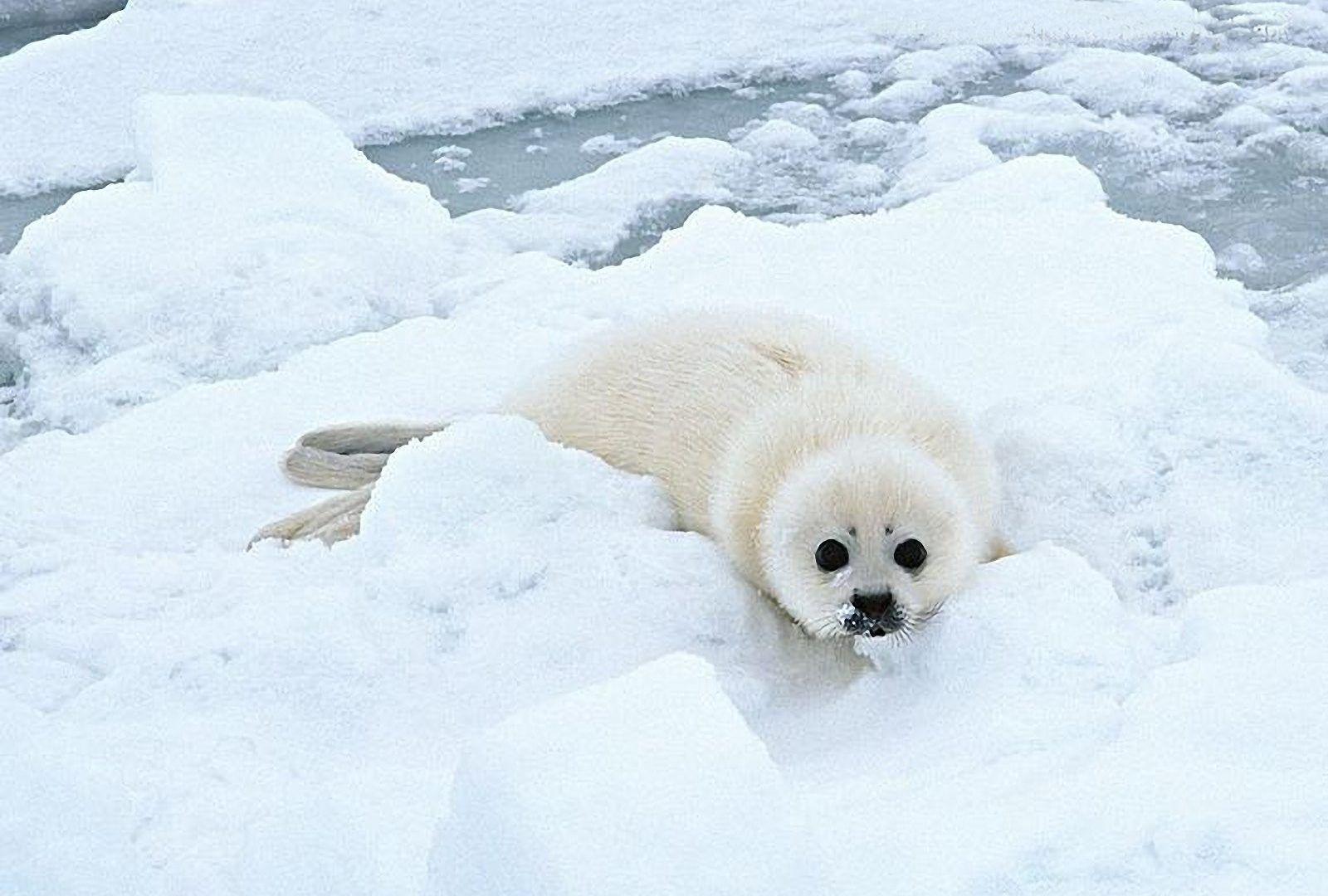 1600x1080 Baby Animals: Seal Lion Sea Seals Lions Baby Animal Picture for HD