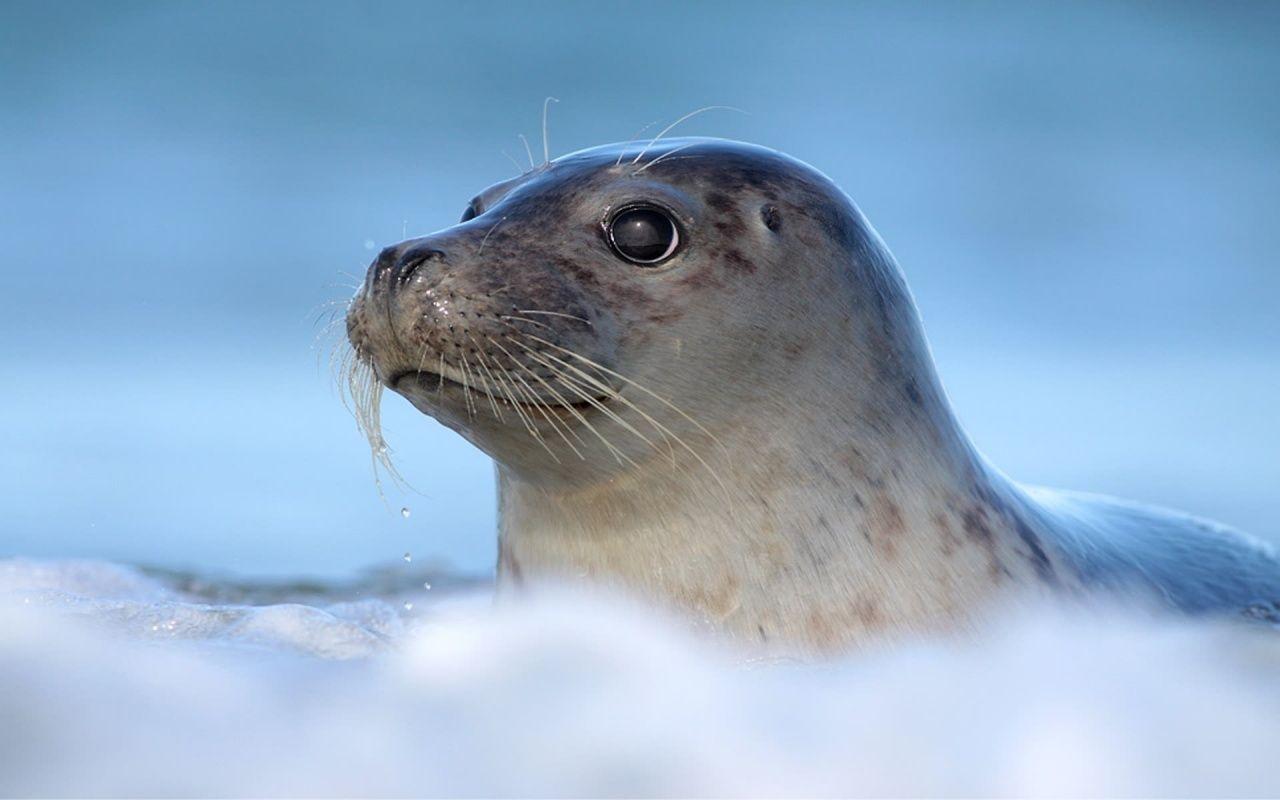 1280x800 Young Seal Pics And Wallpaper Free download for Desktop. Free Best Pics