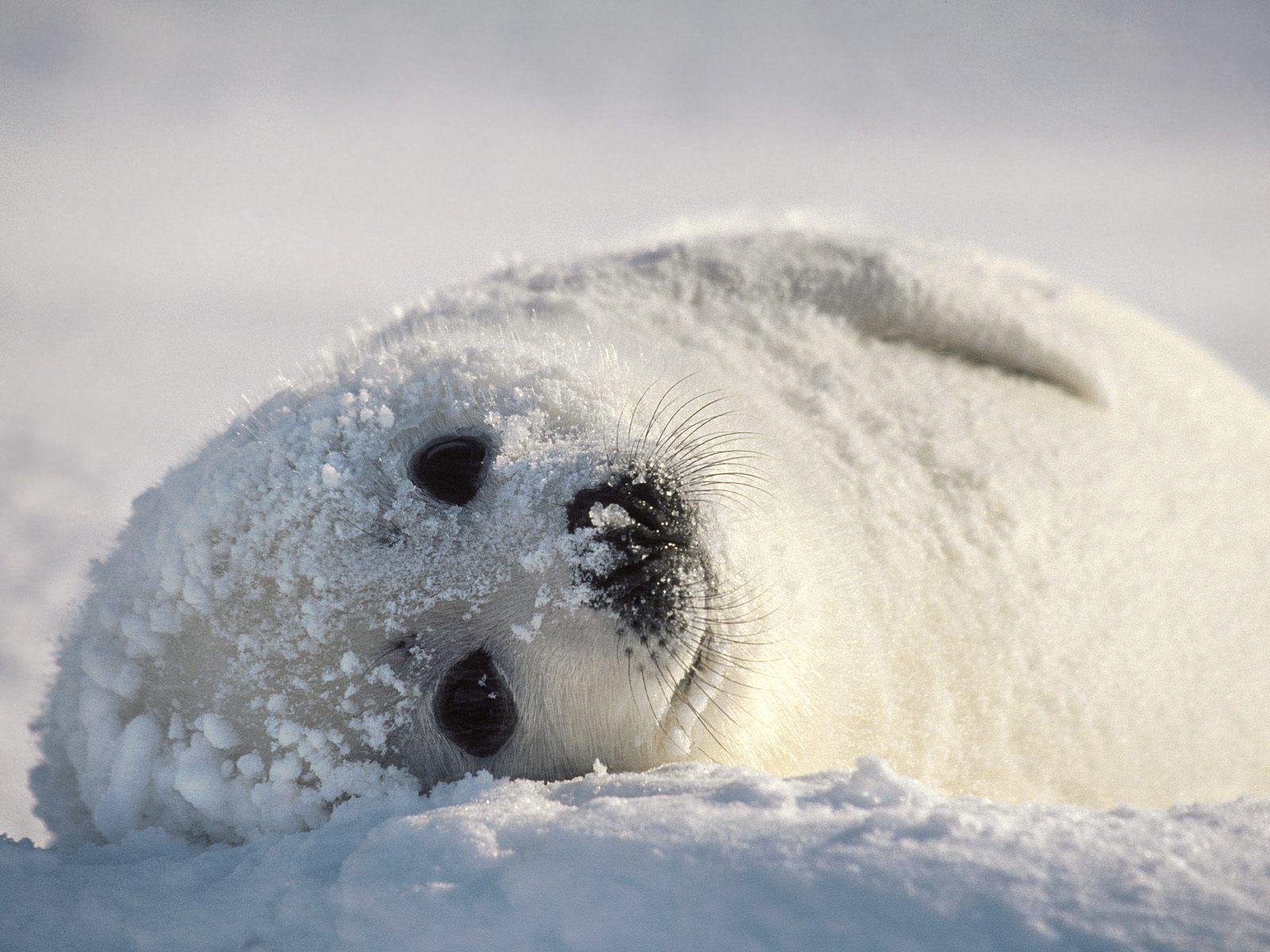 1600x1200 Harp seal HD Desktop