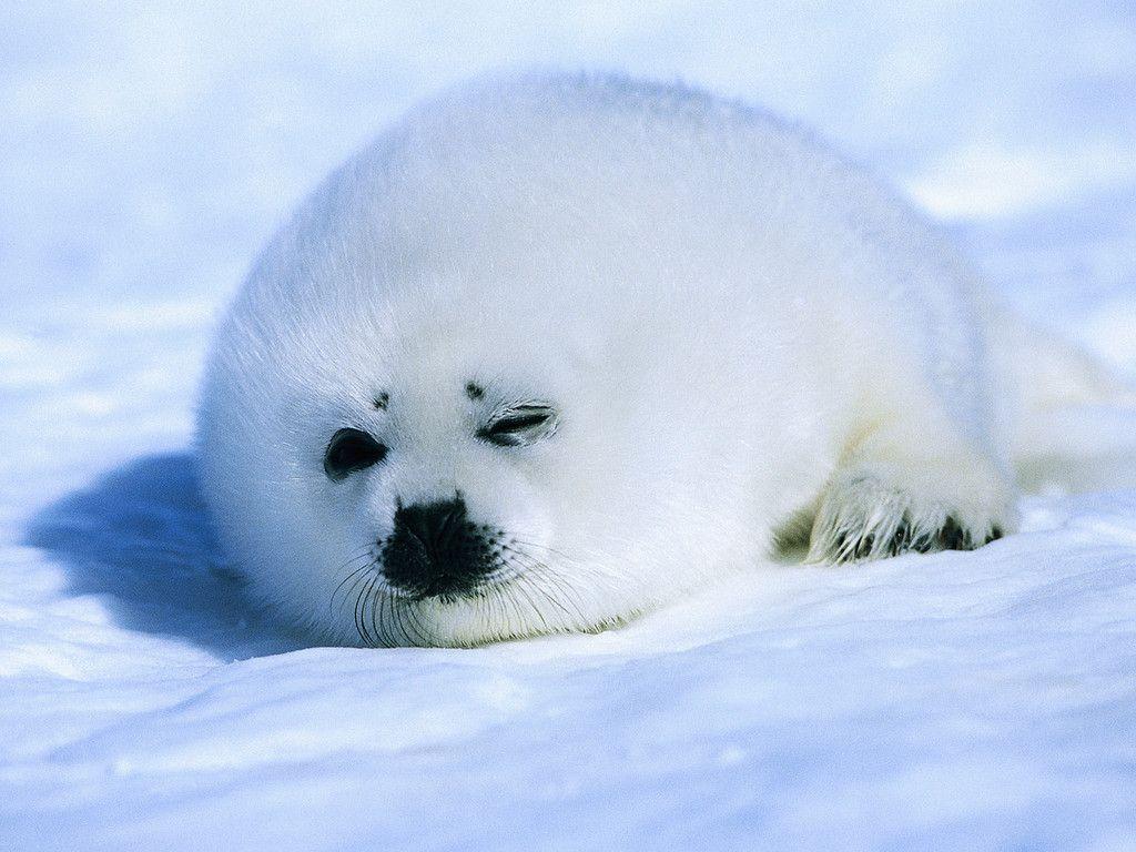 1024x768 HD Baby Seal 4k Pic for Computer