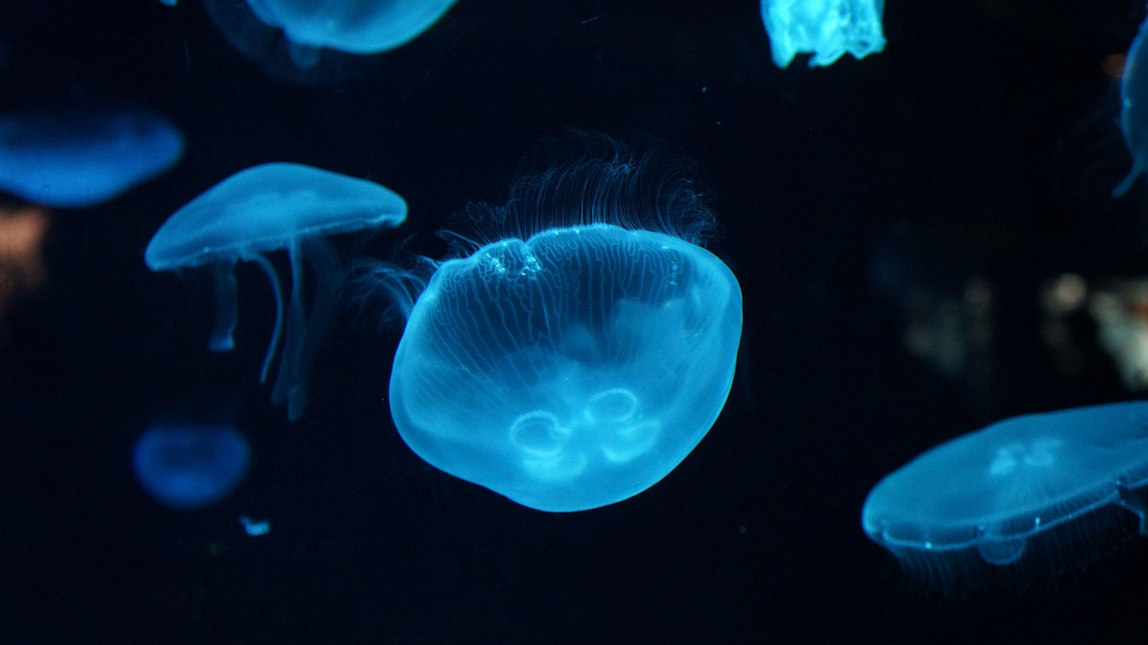 HD wallpaper Underwater Photography dark diving eerie jellyfish ocean   Wallpaper Flare